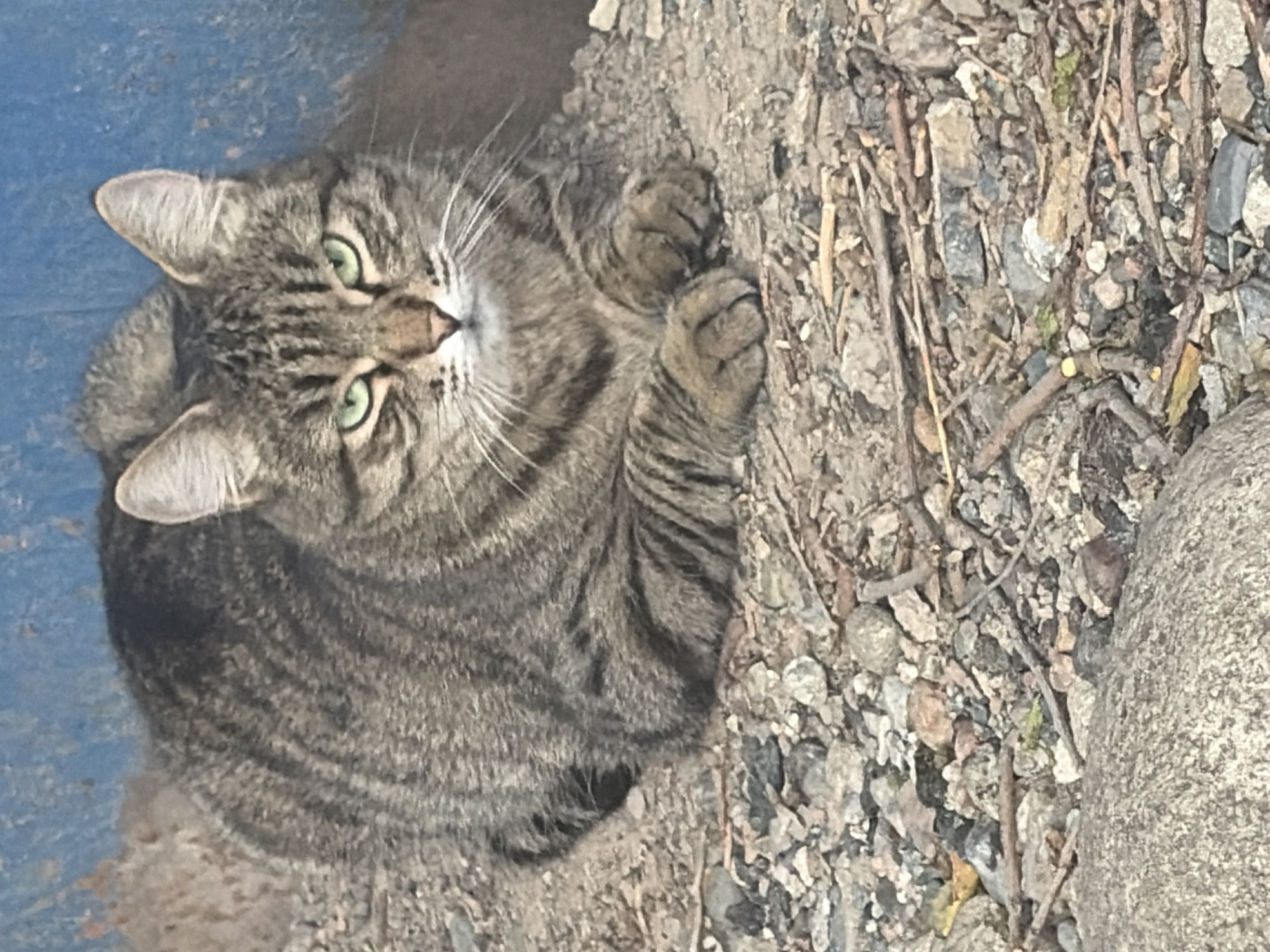 A tabby cat with green eyes is resting on a rocky surface in front of a blue wall. The cat is facing the camera and appears to be alert. The environment is outdoors, with small rocks and twigs scattered on the ground. The blue wall is textured and appears to be made of metal or painted concrete. The scene is likely located in an urban or semi-urban area, possibly a backyard or alleyway, in Almaty, Kazakhstan.