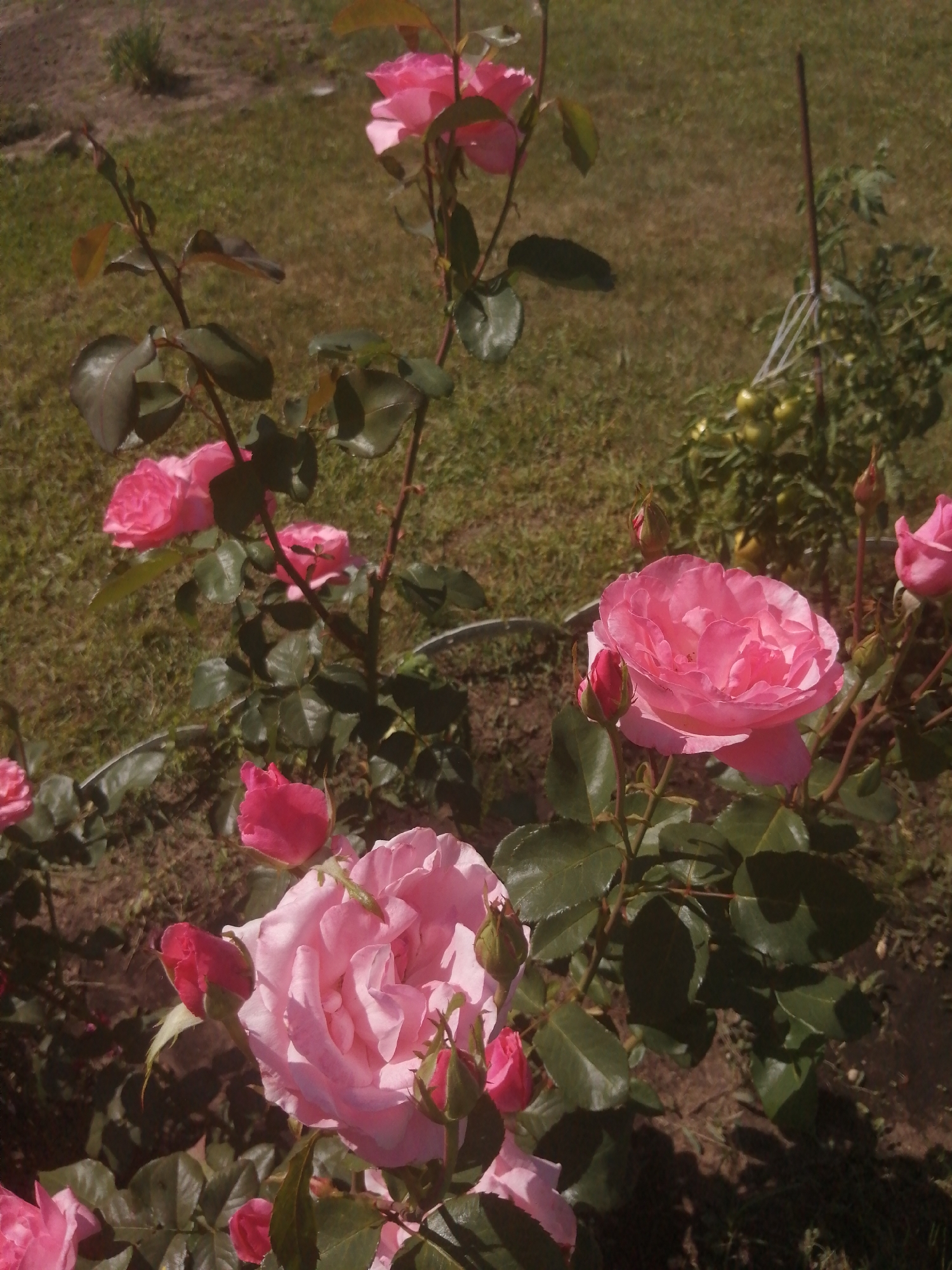 A close-up, high-angle shot captures a cluster of pink roses and rosebuds on thorny stems, set against a blurred background of dry grass and soil, possibly in a garden in Slonim, Belarus. The sunlight creates shadows on the leaves and ground. In the mid-ground, a tomato plant with unripe green tomatoes is visible, supported by a thin stake.