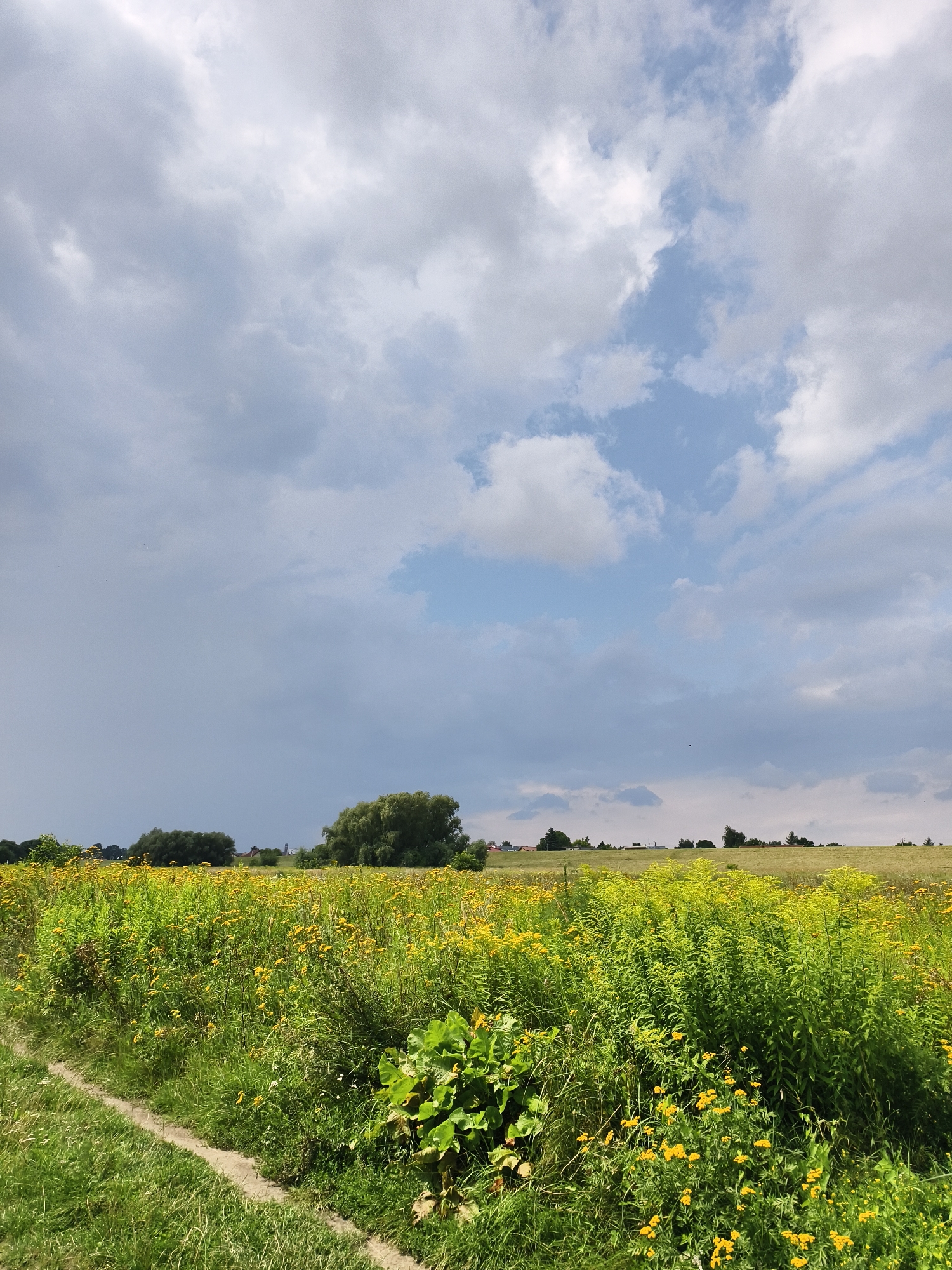 The image depicts a vibrant meadow in the city of Tczew, Poland, bathed in daylight under a dynamic sky. The foreground is dominated by lush green grass, with a well-trodden dirt path cutting diagonally from the bottom left towards the center. This path is bordered on the left by well-maintained grass and on the right by a dense growth of vegetation, including tall green stalks and clusters of small yellow wildflowers.
Further into the scene, the meadow continues, characterized by an abundance of yellow flowers interspersed with various green plants. In the middle ground, a line of trees breaks the horizon, with a particularly dense, rounded cluster of trees towards the center. Beyond these trees, the landscape transitions to rolling hills, with some signs of distant human settlement visible as structures and perhaps a slender tower or spire. The sky above is a dramatic mix of white and grey clouds, with patches of blue sky peeking through, suggesting a day with variable weather. The overall impression is of a natural, slightly wild landscape within or on the outskirts of a populated area.