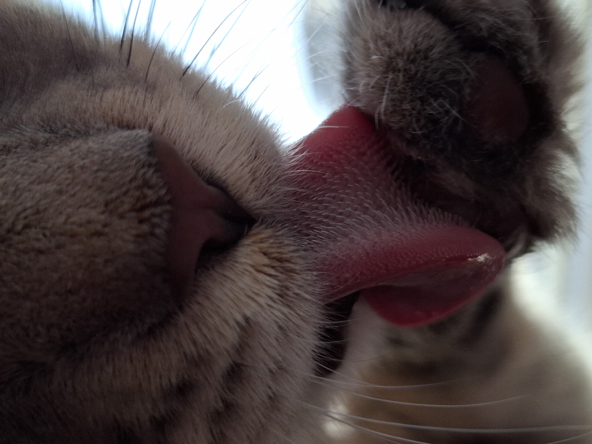 A close-up shows a cat licking its paw. The cat has gray and brown fur. Its tongue is pink and textured. The paw being licked is also gray and brown. The background is blurry and light. There is no evidence to connect this image to Novi Sad, Serbia.