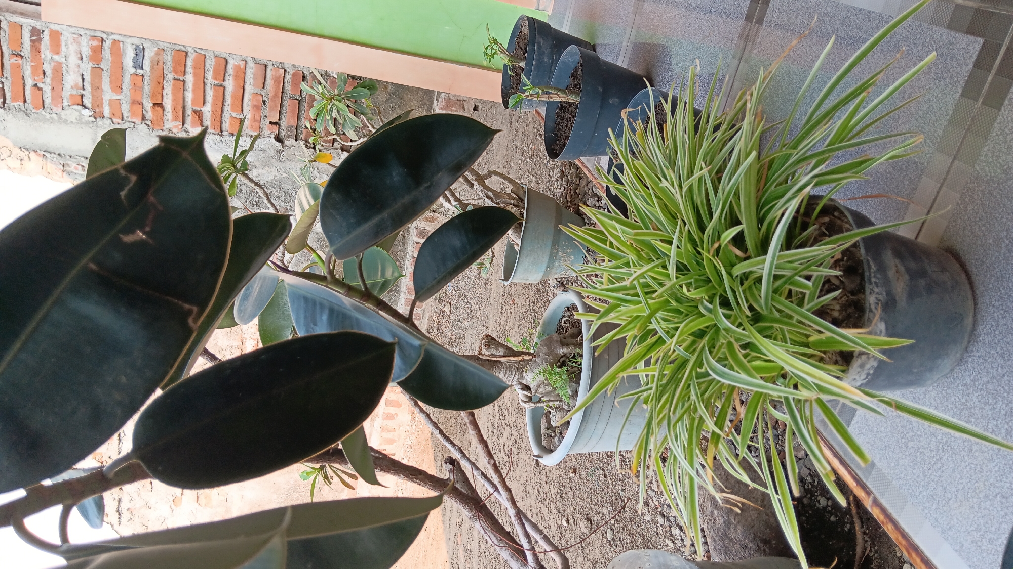 The image shows a collection of potted plants outdoors, with a brick wall in the background. In the foreground, a spider plant with long, variegated green and white leaves is in a black pot. Behind it, a rubber plant with large, dark green leaves is in a gray pot. Several other smaller potted plants are visible in the background, arranged in a row. The ground appears to be sandy dirt, and the plants are situated on a tiled surface. The overall setting suggests a garden or patio area. The location is identified as Sonobekel, Indonesia.