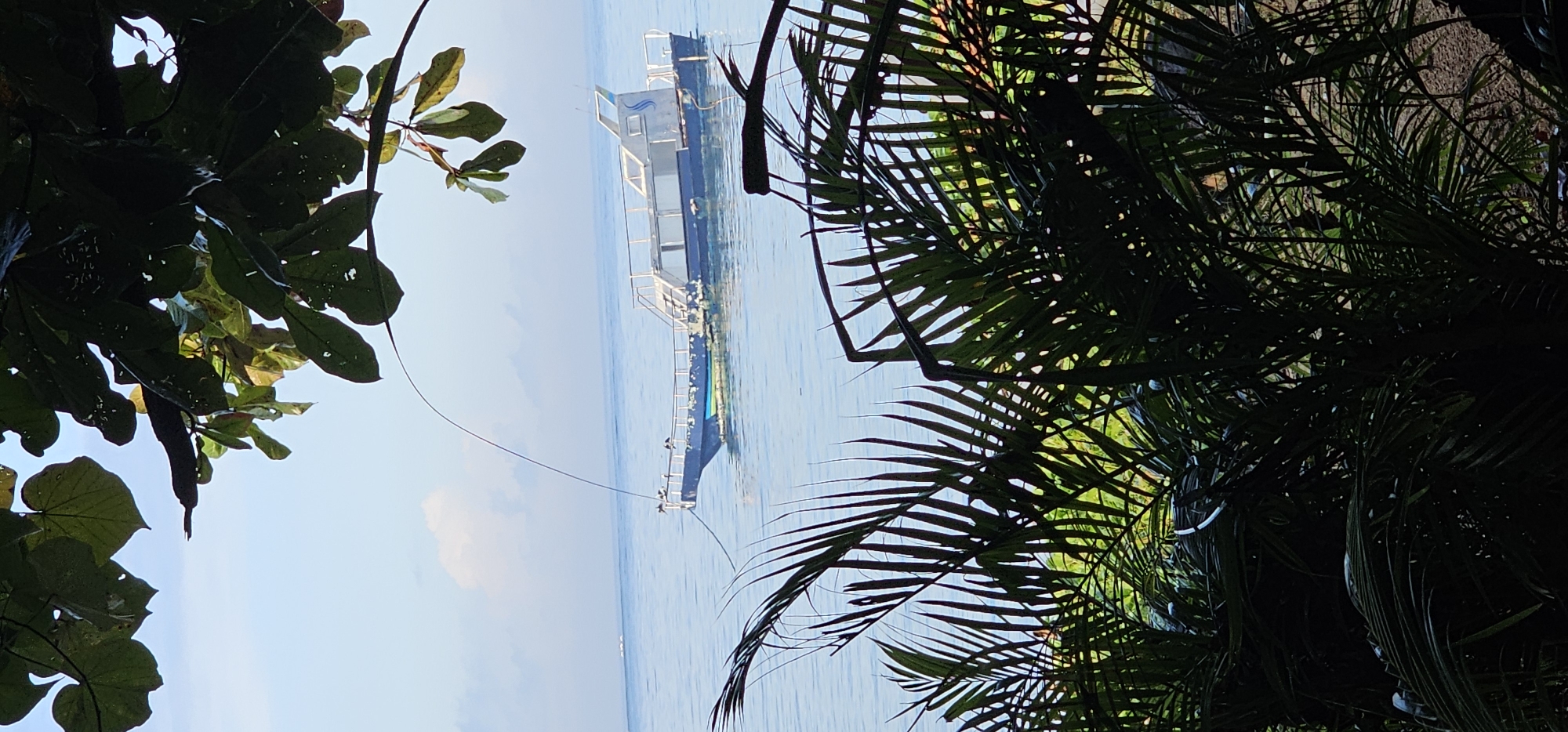 The image shows a boat on the water, viewed through foliage. The boat is blue and white, with a metal framework. The water is calm and blue, with a light sky in the background. The foliage in the foreground consists of dark green leaves. The location is likely near Denpasar, Indonesia.