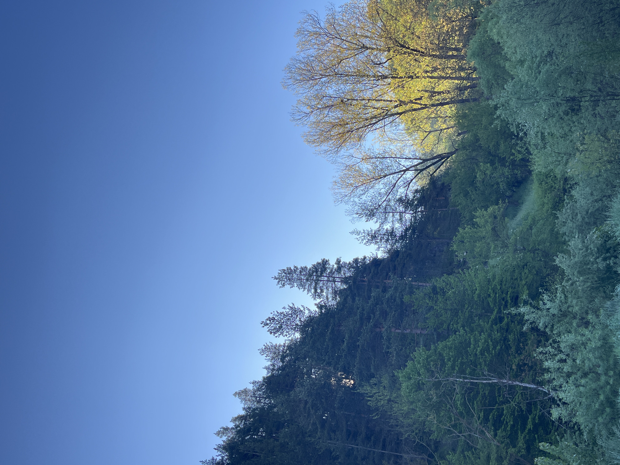 The image depicts a landscape scene, tilted on its side. The upper portion is a clear blue sky. The lower portion shows a dense forest with trees of varying types and shades of green. Some trees have light green foliage, possibly indicative of springtime. The scene is likely in a natural environment, given the dense forest. The precise location in Smolyan, Bulgaria, cannot be determined from the visual data alone. There are no people, specific subjects, objects, actions, or interactions visible in the image.