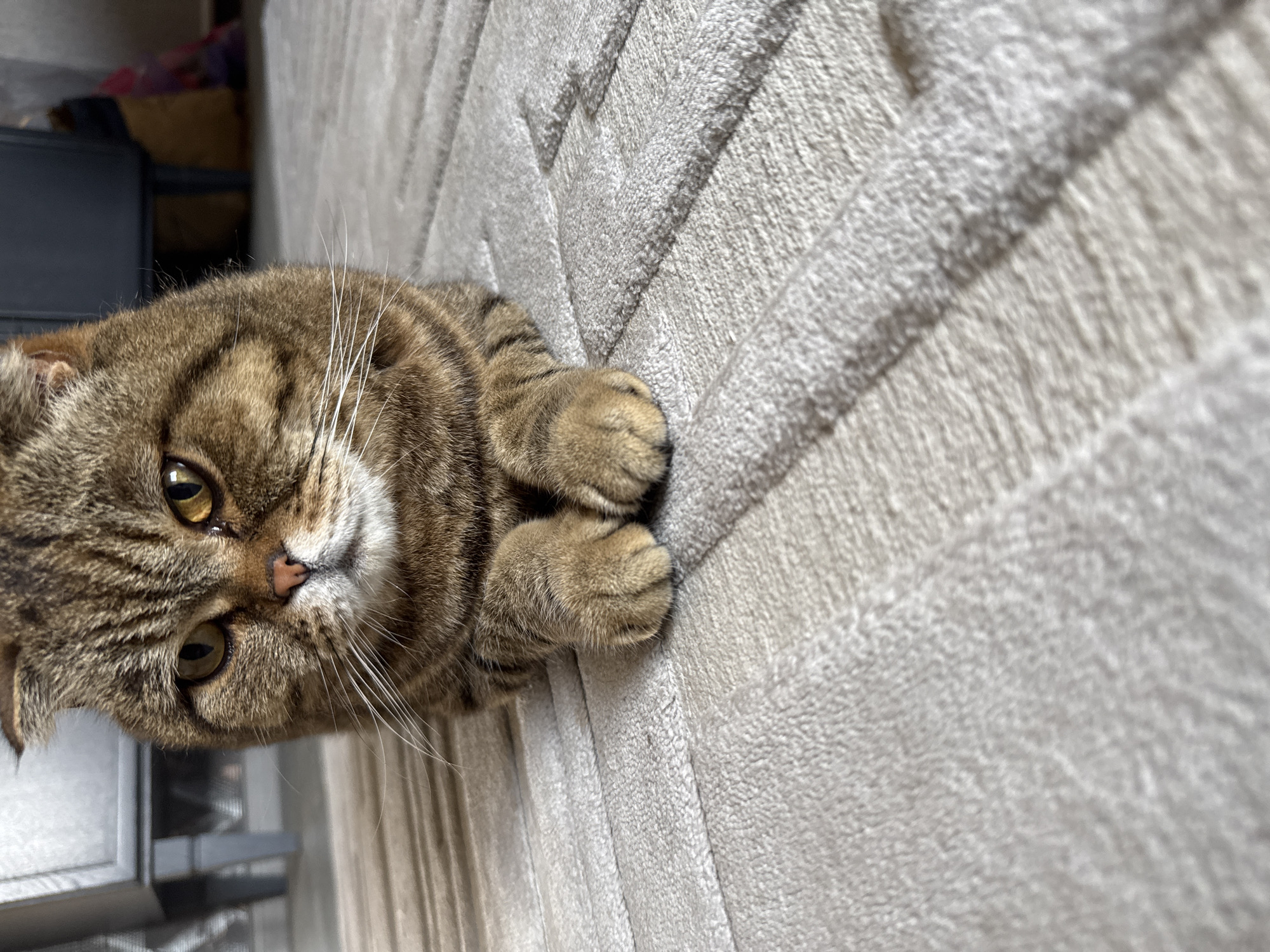 A close-up, low-angle shot shows a brown tabby Scottish Fold cat lying on a beige carpet. The cat is facing forward with its paws tucked neatly in front of it. Its eyes are open and amber-colored, and its ears are folded forward. The background is softly blurred, showing hints of furniture and a doorway. The scene appears to be indoors, likely in a residential setting. The image quality is clear, with good lighting.