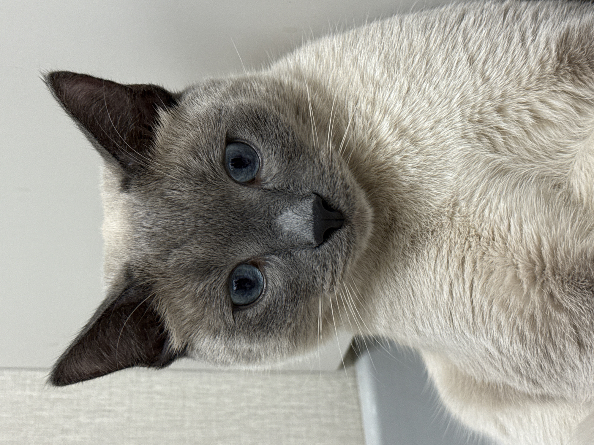 This is a close-up, head-on portrait of a Siamese cat. The cat has striking blue eyes, a grey face with darker points on its ears and muzzle, and a cream-colored body. The background is a plain, neutral wall, suggesting an indoor environment. There is no indication of the cat's location within the city of Bor, Russia.