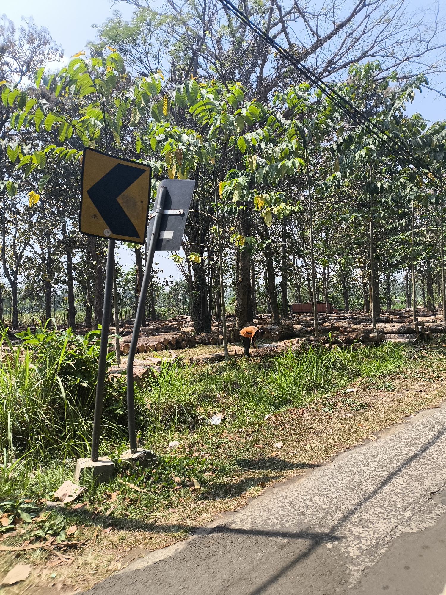 A person in an orange shirt is bent over, tending to logs in a wooded area. A road runs along the right side of the image, with a grassy verge and a few fallen leaves. Two traffic signs are mounted on poles in the foreground, one displaying a yellow chevron indicating a sharp turn to the left, and another blank dark gray sign. The background features a dense forest with many trees and a clear blue sky. In the mid-ground, numerous logs are stacked horizontally. The scene appears to be in Senduro, Indonesia.