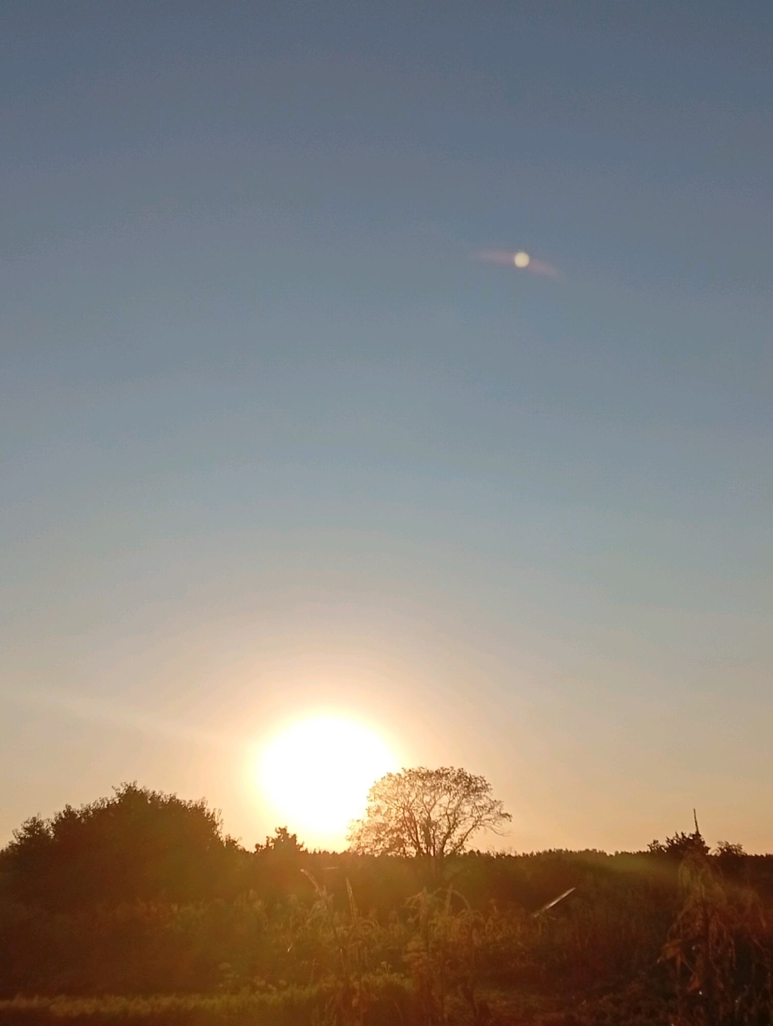 This is a vertical, eye-level, medium shot of a sunset scene. The sky takes up the majority of the frame, transitioning from a light blue at the top to a pale orange near the horizon. A bright, glowing sun is visible on the left side of the frame, casting a warm light. A small, pale orb, possibly the moon, is also visible in the upper right portion of the sky. The foreground is dominated by silhouettes of trees and vegetation, including a large tree to the right of the sun with its branches clearly visible. The overall lighting suggests either sunrise or sunset, creating a warm and serene atmosphere. The location is not specified.