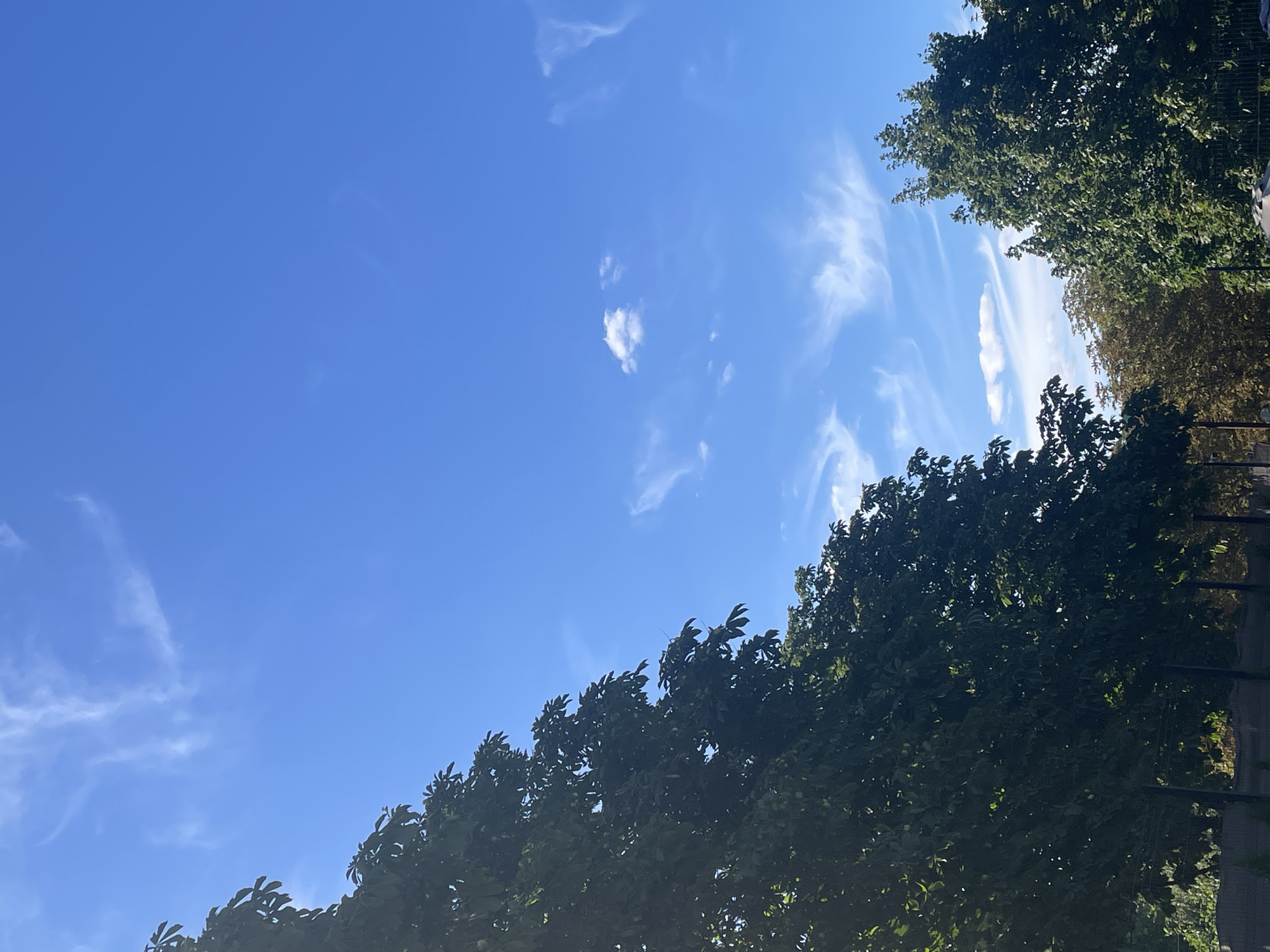 The image captures a bright, clear blue sky with wispy white clouds, suggesting a sunny day. On the left side of the frame, the dense green foliage of a large tree fills the lower portion and extends upwards, its leaves creating a dark, textured mass. To the right, further down and slightly behind, another tree with vibrant green leaves is visible, its branches reaching towards the sky. In the background, hints of a brown-toned tree are also present. The bottom of the image shows a dark, blurred fence line, with some hints of vegetation behind it. The overall impression is a natural scene dominated by sky and trees, with a clear, sunny atmosphere.