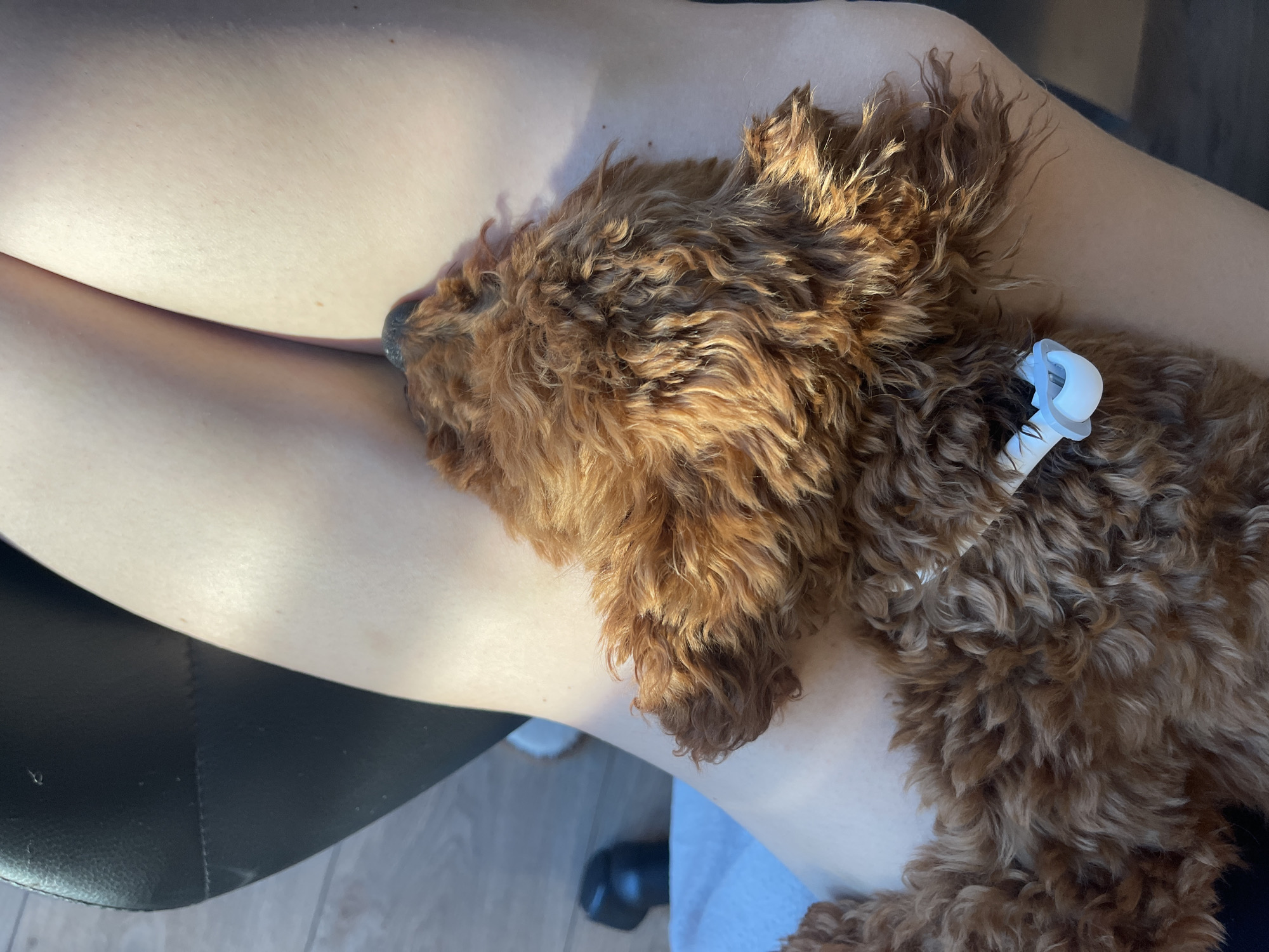 A small, brown, curly-haired dog is resting on a person's lap. The person is sitting on a black chair. There is a white object attached to the dog. The location is likely indoors. There are no indications of the location being in Sofia, Bulgaria.