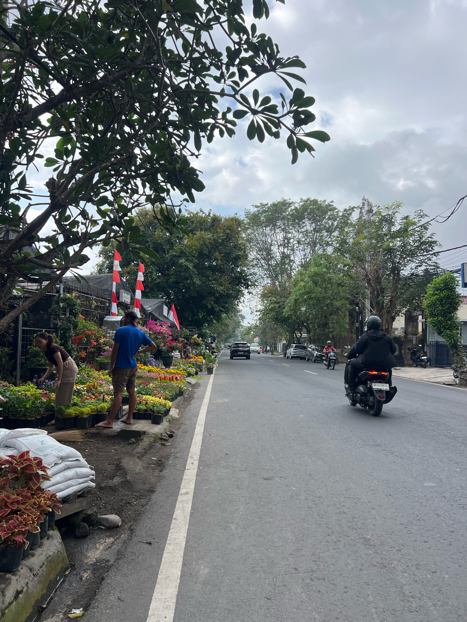 In Denpasar, Indonesia, on a cloudy day, a street scene unfolds with a flower stall lining the side of a road. Two individuals are tending to the vibrant display of potted plants, which are neatly arranged on the sidewalk. A woman in a brown top and beige pants is bending over, seemingly working with the flowers, while a man in a blue t-shirt and brown shorts stands with his hand on his hip, facing away from the camera. Behind them, a line of Indonesian flags, red and white, are planted among the greenery.
The road itself is asphalt, with a white line marking the lane. Traffic is present, with a motorcycle carrying two people in dark clothing riding away from the camera in the right lane. Several cars are also visible on the road in the distance, suggesting moderate traffic flow. Trees with lush green foliage form a canopy over parts of the street and the flower stall, adding a natural element to the urban environment. Bags of what appear to be soil or fertilizer are stacked on a wooden pallet near the edge of the sidewalk, adjacent to some of the plants. The overall impression is a busy street with a colorful, thriving flower market.