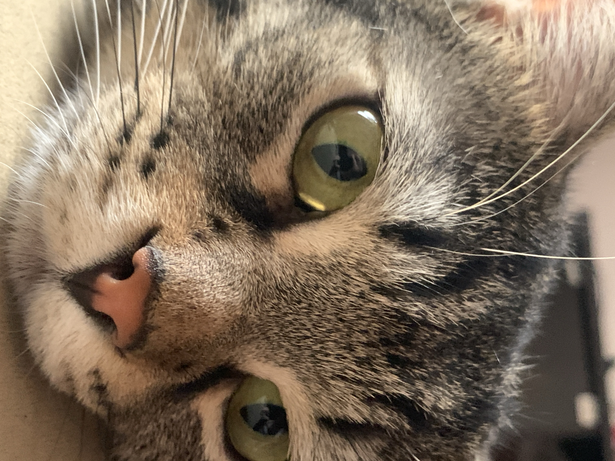 A close-up, eye-level photograph shows the face of a domestic cat with tabby markings. The cat's left eye, a greenish-yellow, is in sharp focus, while its right eye, also greenish-yellow, is slightly out of focus. The cat's pink nose and white whiskers are also visible. The background is blurred, suggesting shallow depth of field, and consists of neutral tones. There is no indication of the location being in Stavropol, Russia, or any other specific geographical place.