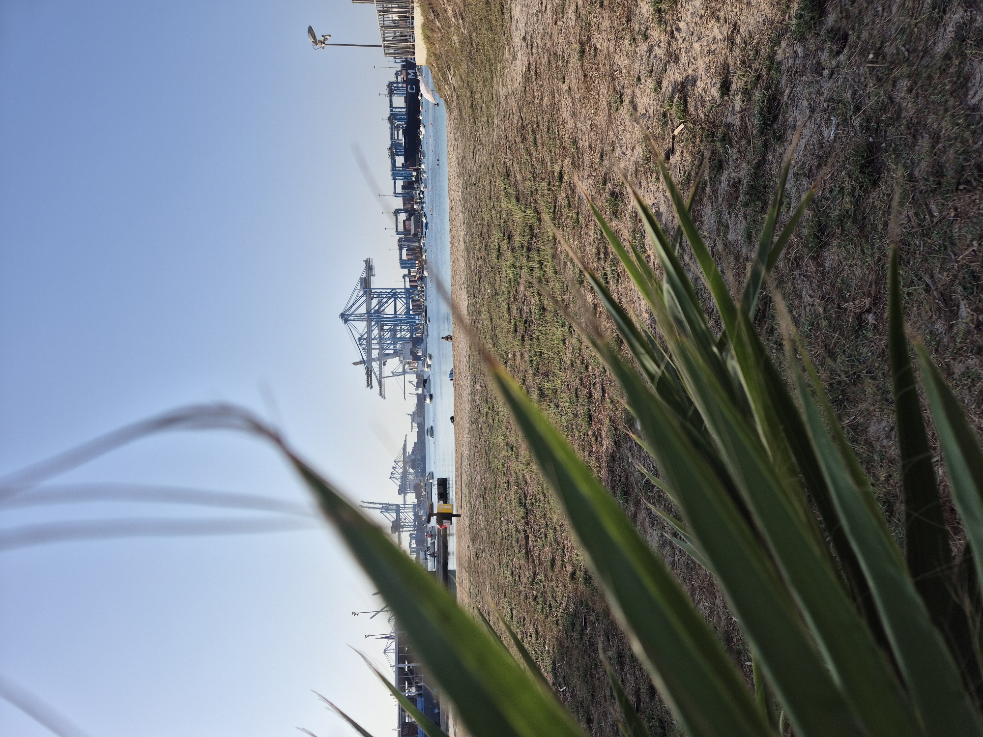 The image captures a view of the port facilities and coastline in Birżebbuġa, Malta. In the foreground, large green palm leaves are blurred and out of focus, creating a natural frame for the scene. Beyond the foliage, a sandy and grassy area transitions to the blue water of the harbor. Several small boats and a larger ship are visible on the water. Dominating the background are numerous large blue shipping cranes, characteristic of a container port. The sky is clear and blue, suggesting a sunny day. A lamppost stands on the right side of the image, and a low fence or wall marks the edge of the developed area. The overall impression is of an industrial port situated within a coastal environment, with elements of nature in the foreground.