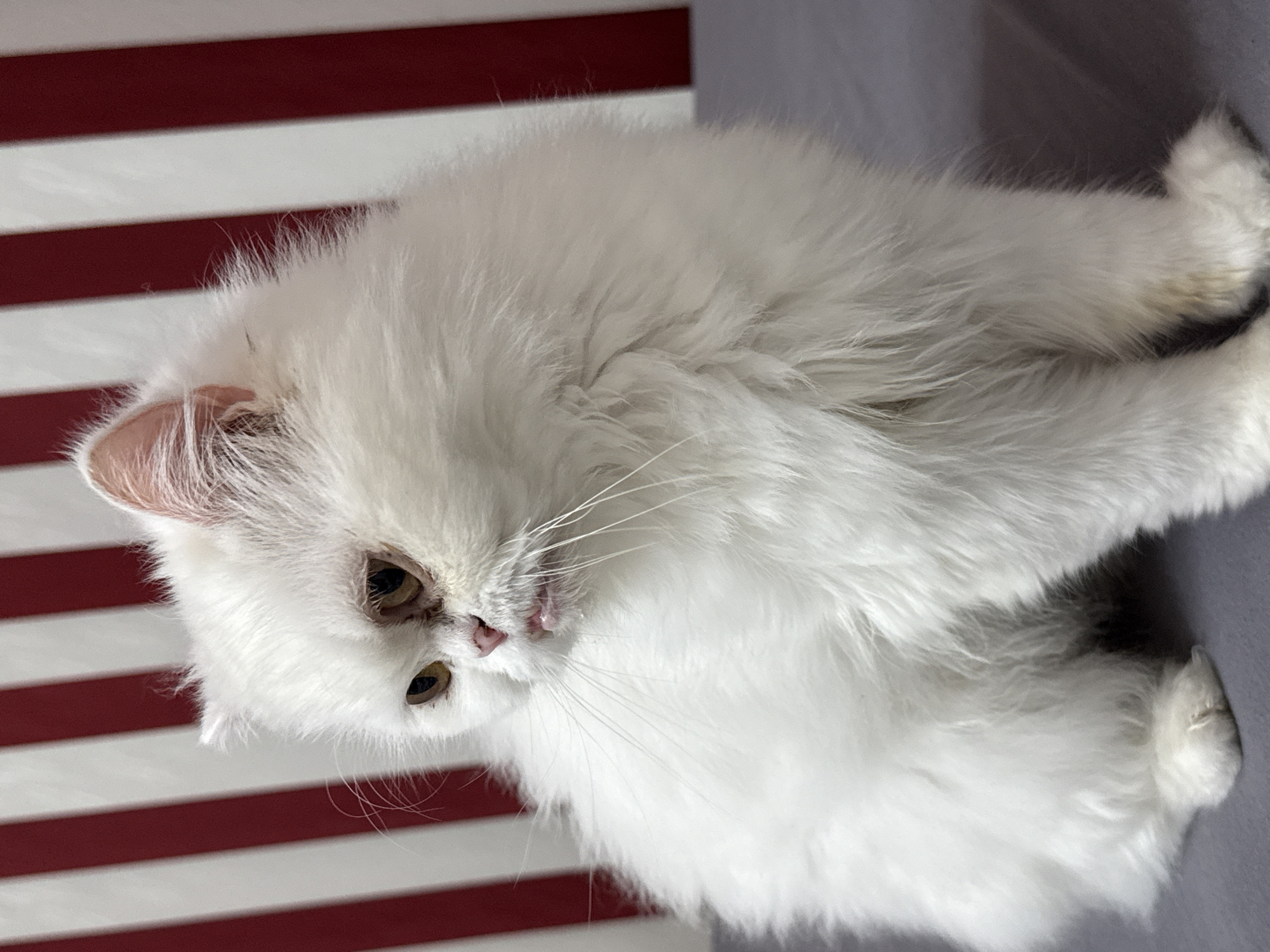 A white, long-haired cat is lying on a surface with red and white horizontal stripes. The cat is facing downward and to the left, with its head turned slightly toward the camera. The background appears to be a gray solid surface. The image does not show any features that indicate its location in Burgas, Bulgaria, or any other specific location. There are no people visible in the image.