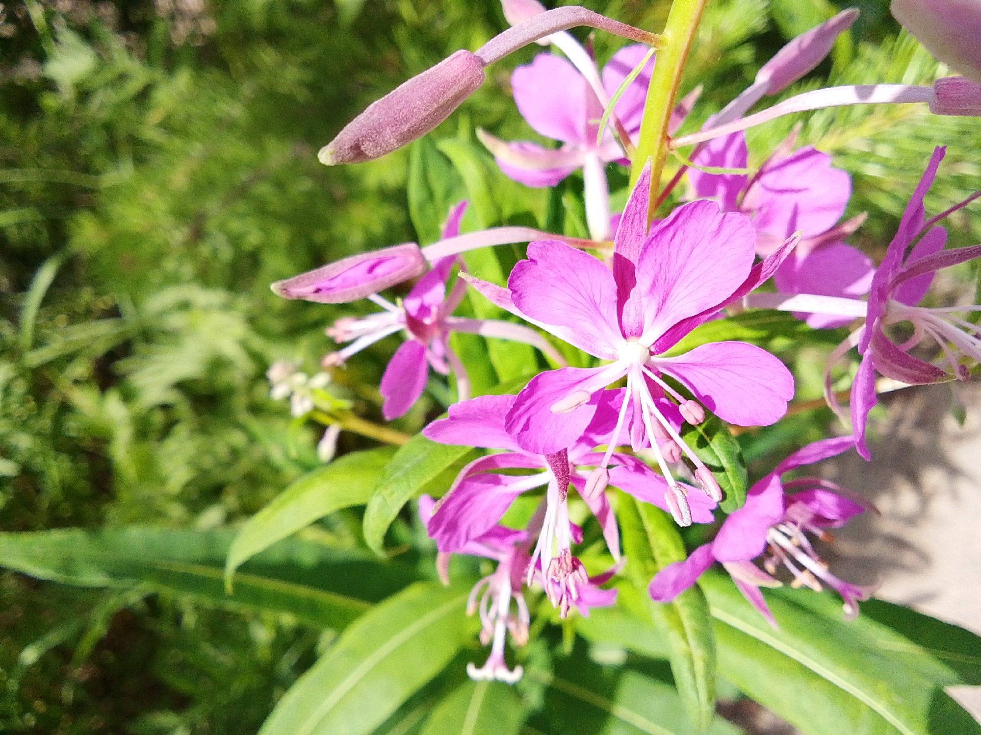 The image features a close-up view of a cluster of vibrant pink flowers with elongated petals and delicate white stamens. The flowers are growing on a green stem, with some unopened buds visible. Lush green foliage forms the background, creating a soft, out-of-focus backdrop that emphasizes the blooms. The lighting suggests it is daytime, with the sunlight highlighting the textures of the petals and casting subtle shadows. The overall impression is one of natural beauty and tranquility, likely captured outdoors in a garden or wild setting. There is no visible text in the image.