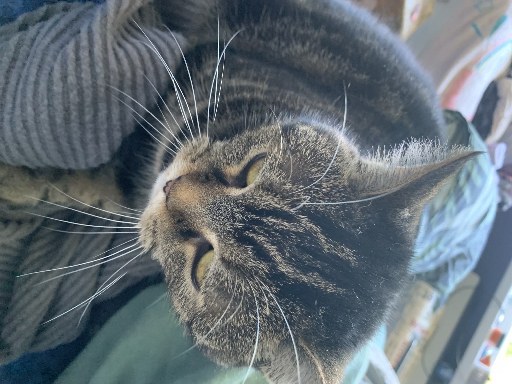 A close-up, high-angle shot of a tabby cat lying on a soft surface, possibly a bed or blanket. The cat has a striped fur pattern of grey and brown, with long white whiskers. The cat's eyes are yellowish-green and mostly closed. To the left of the cat is a grey knitted fabric. The background shows hints of other objects, including a window and various items on a surface. The photo was not taken in the city of Stavropol, Russia.
