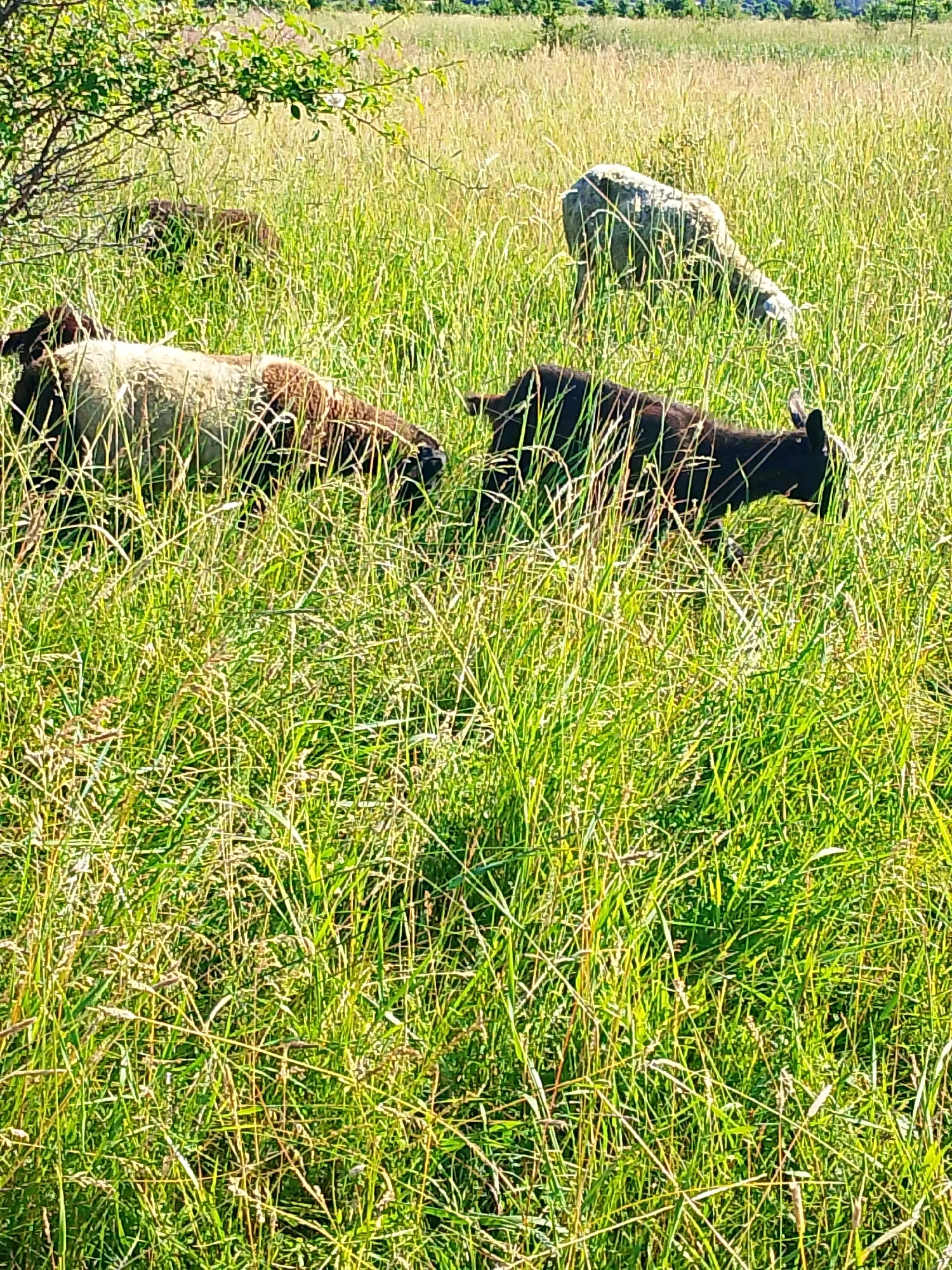 In a sun-drenched, grassy field under a clear sky, three sheep graze. One sheep, primarily white with some brown patches, is in the foreground, facing left. To its right and slightly behind it, a dark brown or black goat is also grazing. Further in the background, a white sheep is visible, its head down as it eats. The field is densely covered in tall, green grass, interspersed with some dry stalks, suggesting a natural, uncultivated area. The lighting indicates it is daytime, likely midday, with bright sunlight casting shadows.