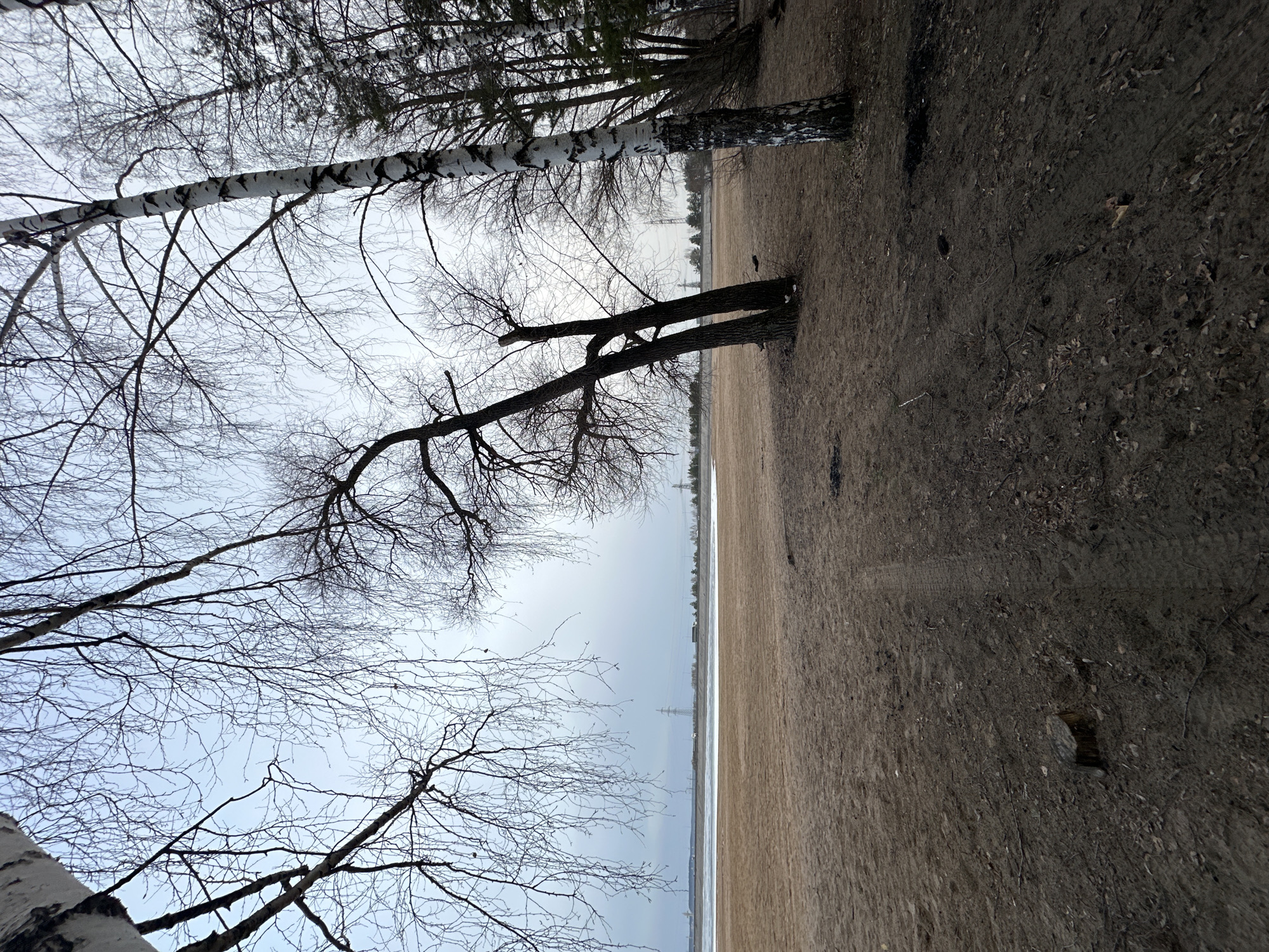 The image depicts a winter landscape in Noviy, Russia. In the foreground is a muddy, leaf-strewn ground. Bare trees, likely birches, with distinctive white bark, are visible on the left and in the background. A frozen body of water stretches toward the horizon, where power lines and distant buildings are faintly visible. The sky is overcast. The scene appears deserted.