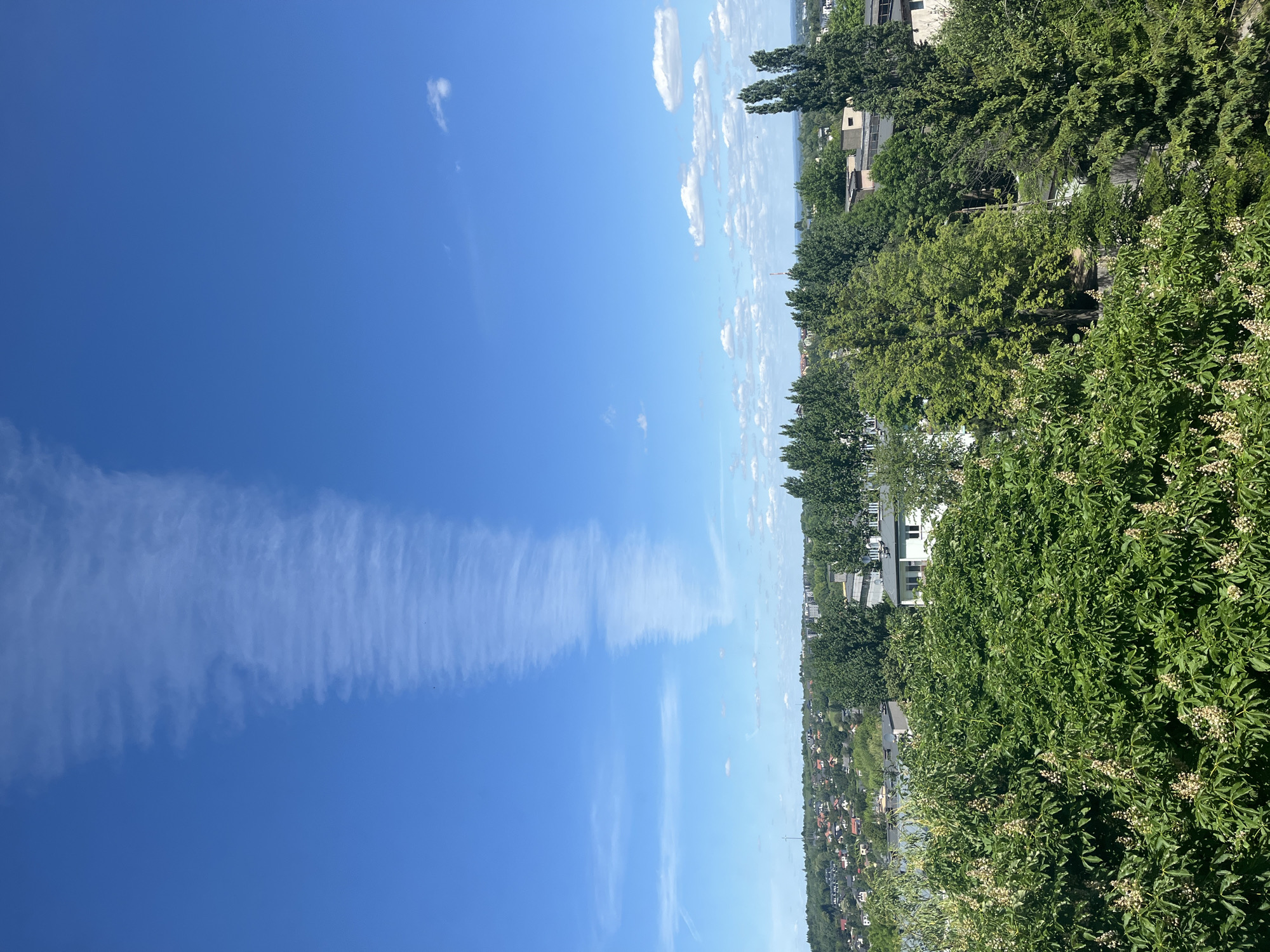 The image shows a landscape scene under a clear blue sky with a prominent contrail stretching across. To the right, there's a mix of trees and buildings, possibly indicating a residential area within a city. The foreground features lush green bushes with white flowers. The image orientation is portrait.