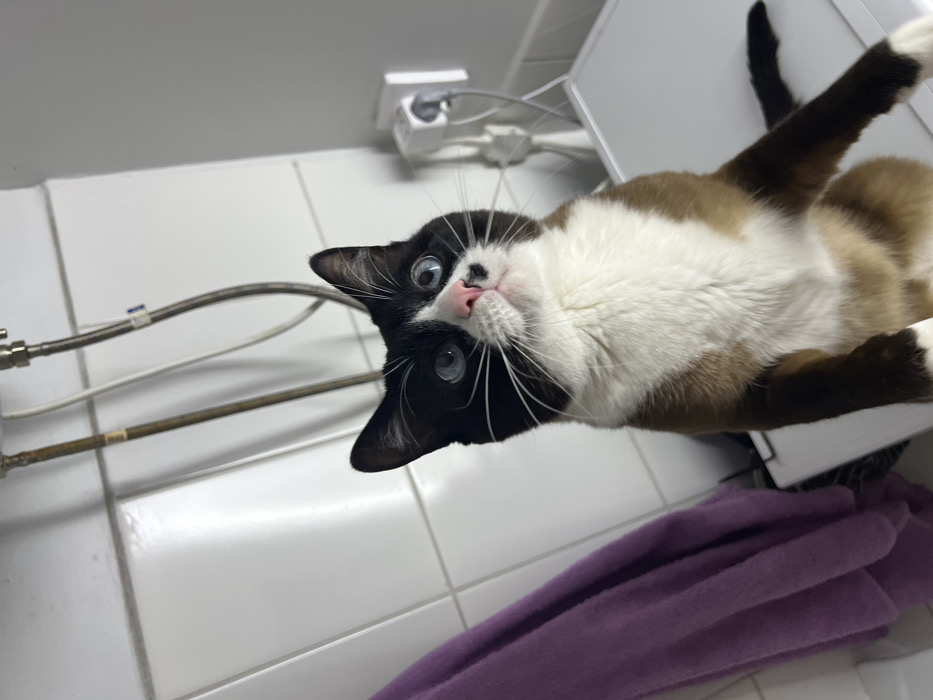 A cat lies upside down, its head and forepaws visible in the foreground. The cat has a black and white face with a pink nose and blue eyes. Its body is tan and white. Background features include white tiled walls, plumbing fixtures, a white electrical outlet, and a folded purple towel. The camera angle is from below, creating a slightly dizzying perspective.