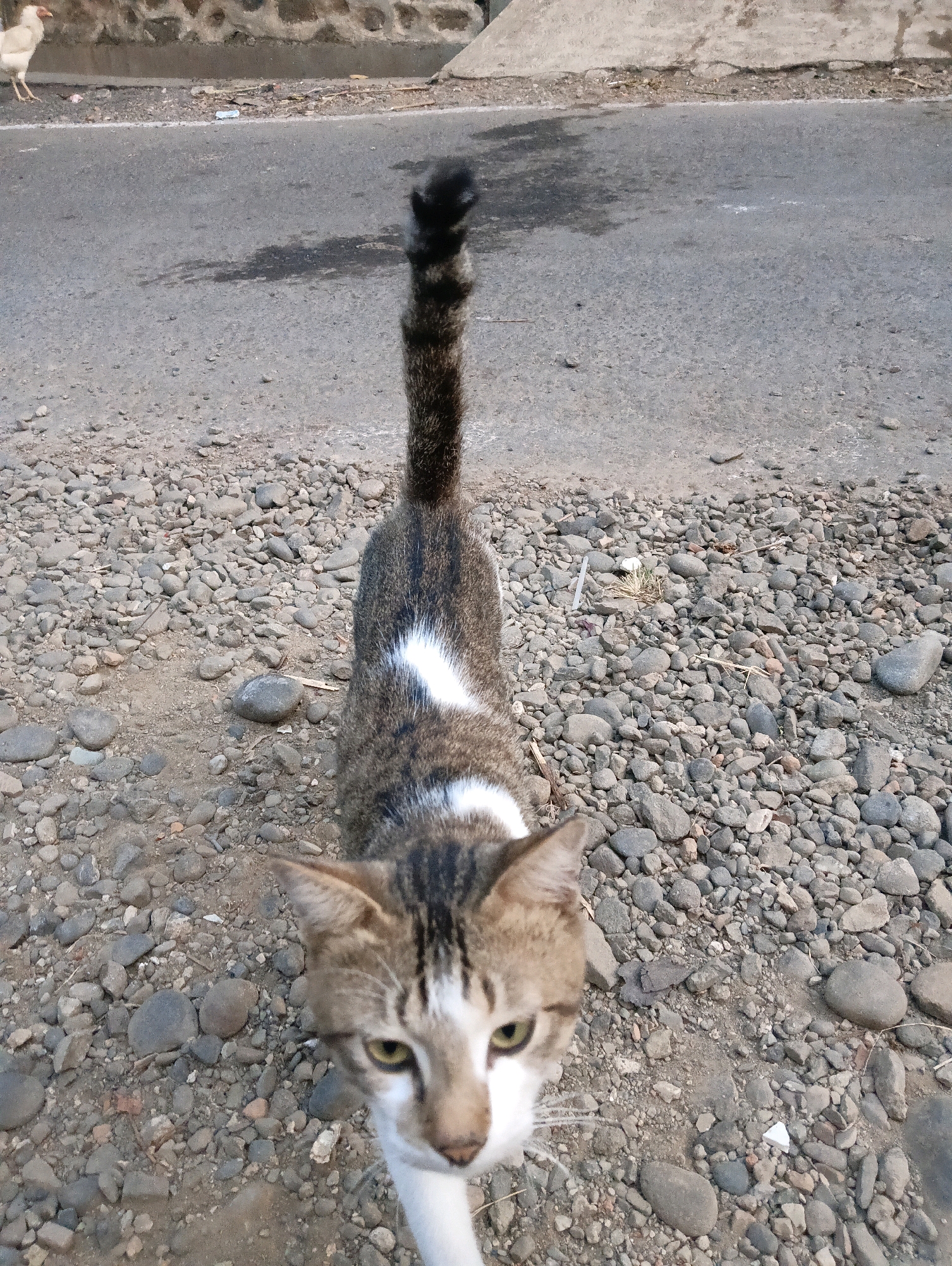 A brown and white tabby cat is positioned centrally in the frame, walking towards the camera on a rocky, gravelly surface. The cat has distinctive dark stripes on its head and a white patch on its chest. Its tail is raised and bushy with dark banding. To the left of the cat, a white hen is visible standing on a paved surface adjacent to the gravel. The background consists of an asphalt road with some dark patches, likely oil stains, and a concrete wall with a textured surface. The scene appears to be an outdoor environment, potentially a street or roadside in Kedawung, Indonesia, given the presence of domestic animals and common urban/semi-urban infrastructure.