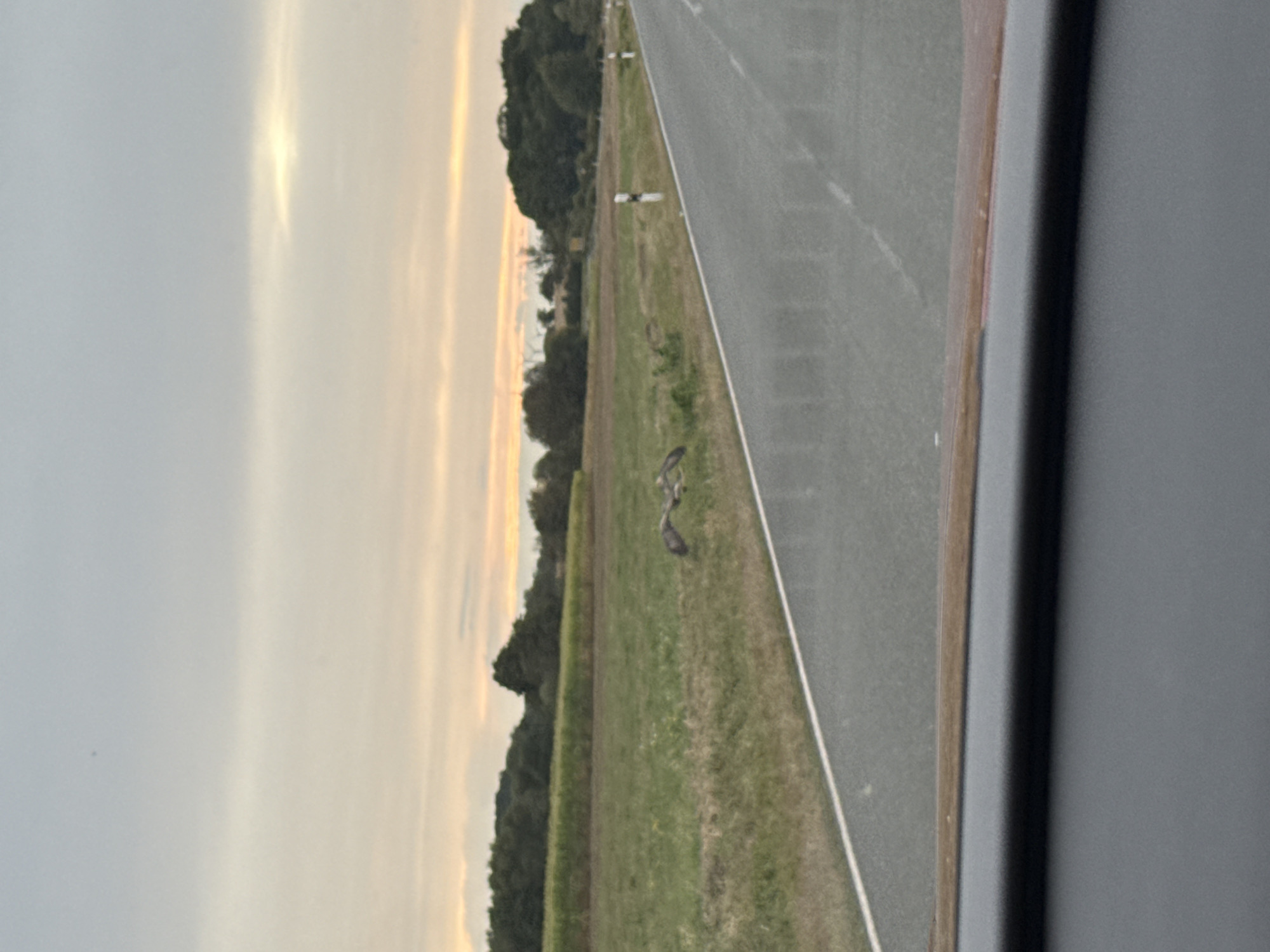 This is a photograph taken from inside a vehicle, looking out at a rural landscape in Hohenstein, Germany. The foreground shows the dashboard and windshield of the car. The midground features a paved road with white lines marking the lanes, bordered by a grassy verge. In the distance, there is a field of crops, possibly corn, and a line of trees forming the horizon. The sky is overcast with soft, warm tones, suggesting it is either dawn or dusk. Two birds, appearing to be raptors, are visible on the grassy verge near the road, one with its wings spread. There are also white road markers visible along the side of the road.