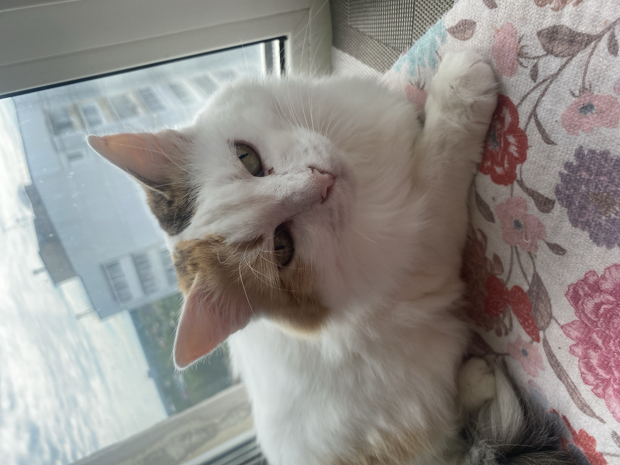A domestic cat, predominantly white with patches of ginger and brown fur on its head and body, lies on a floral-patterned cushion. Its eyes are a greenish-yellow and appear partially closed, facing forward. Its pink nose and prominent white whiskers are visible. The cushion displays a pattern of large pink, red, and purple flowers on a light background. To the lower left, a fluffy dark gray tail is visible. The cat is positioned in front of a large window with a white frame on the right side. Through the window, an overcast sky with scattered clouds is visible, along with distant multi-story urban buildings and some green foliage below. The scene is located in the city of Chaikovsky, Russia.