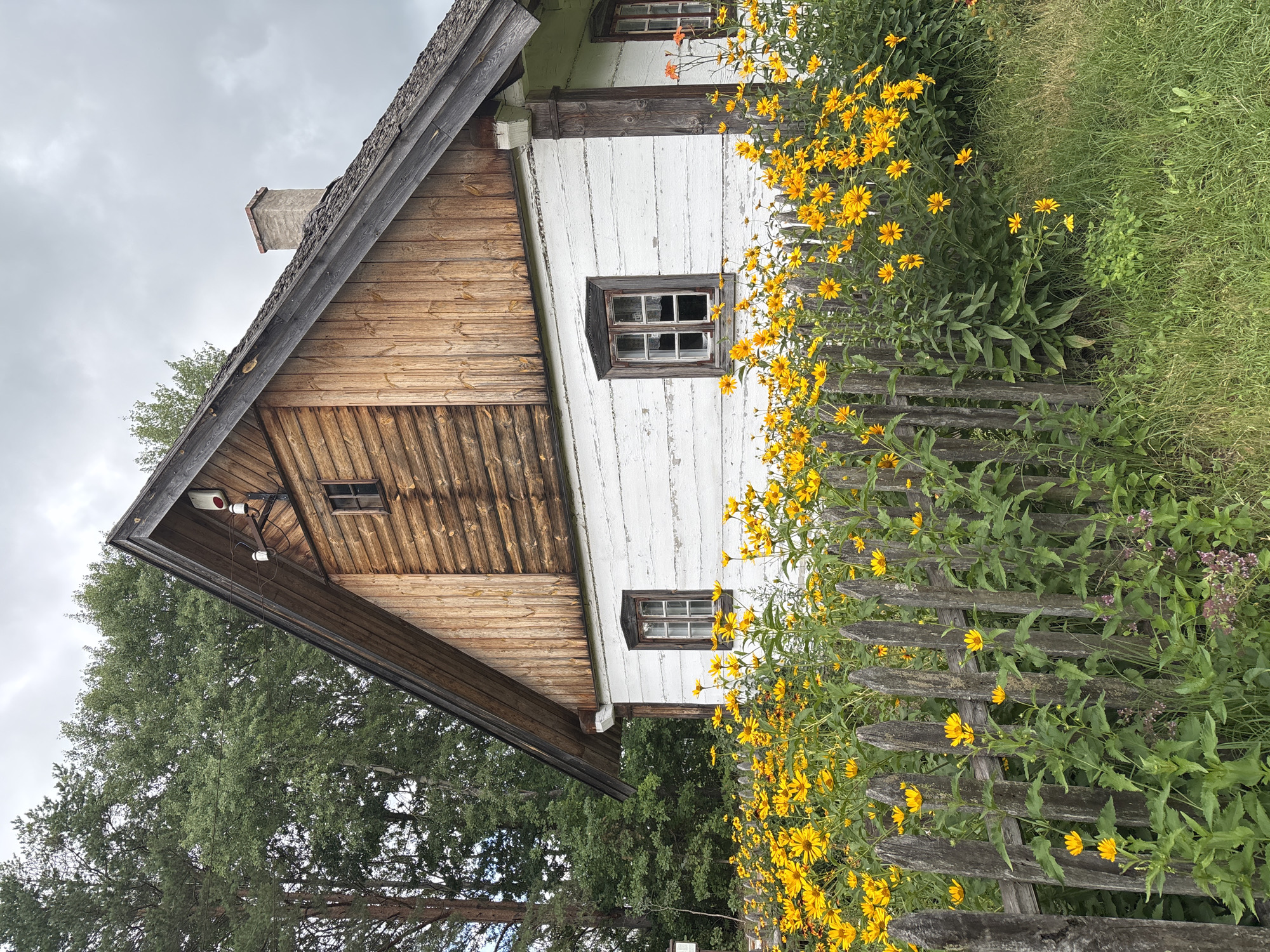 In Sielachowskie, Poland, a weathered, white wooden house stands with a wooden-shingled roof and a gabled section clad in horizontal wooden planks. The house has several wooden-framed windows with panes, and a rustic stone chimney rises from the roof. A line of tall, yellow flowers with green foliage borders a worn, wooden fence in front of the house. In the background, a dense green forest with tall trees creates a natural backdrop under an overcast sky. The scene depicts a traditional rural homestead.