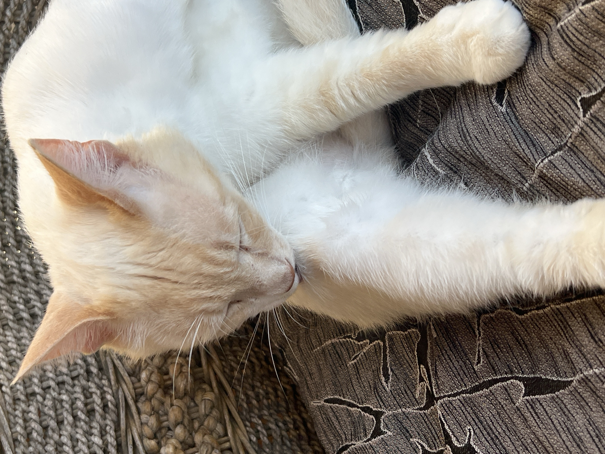 A close-up, vertical shot shows a light-colored cat with orange markings on its ears and face. The cat is curled up and grooming its chest or front leg with its mouth. It is lying on a textured, dark gray fabric with a subtle pattern. The background includes a woven, lighter gray material. The lighting appears to be natural, coming from the right.