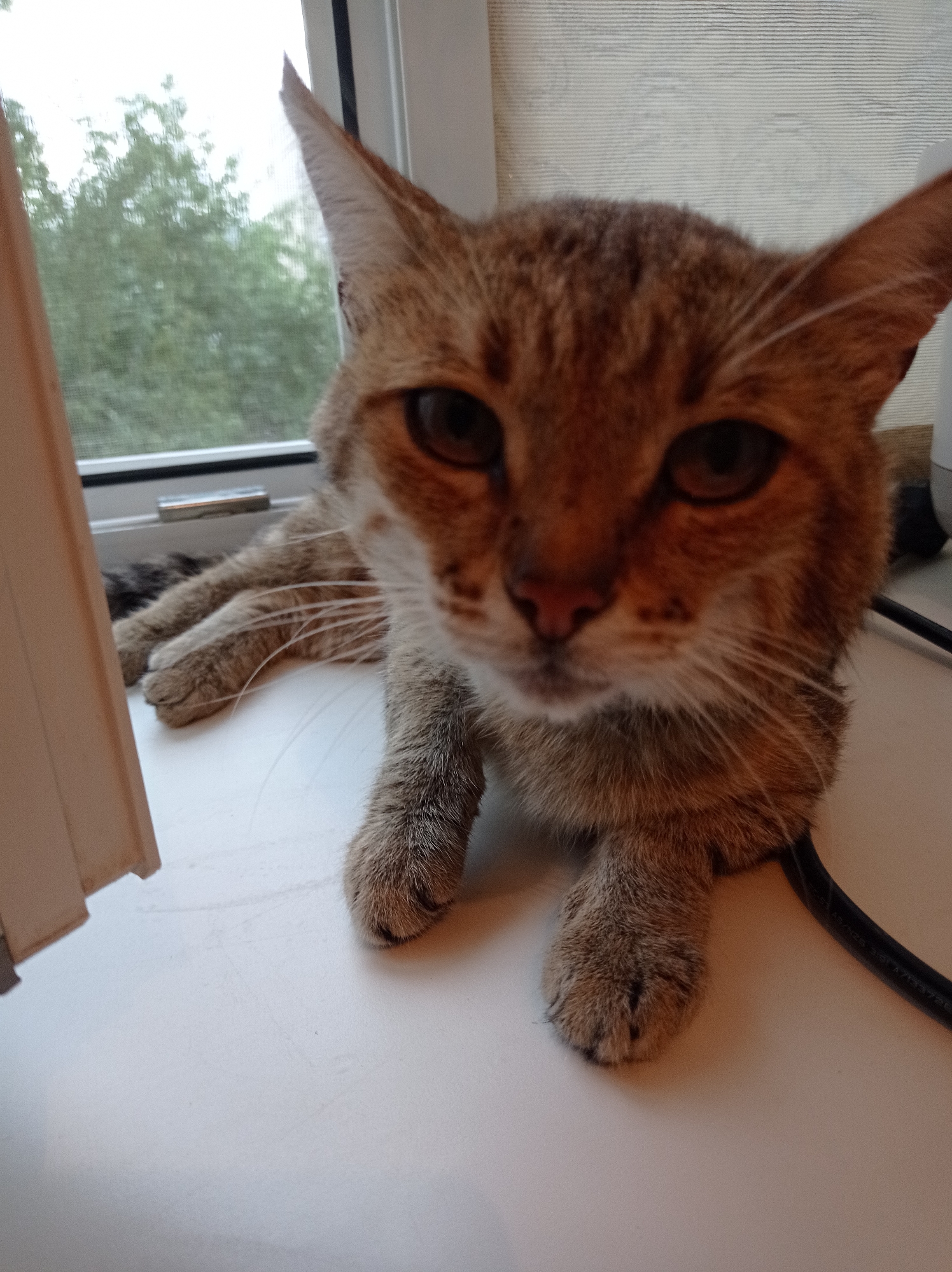 A close-up, eye-level shot features a tabby cat lying on a white windowsill. The cat's head is turned towards the camera, with its body extending to the left. The background shows a window with a mesh screen, through which trees and greenery are visible, indicating an outdoor setting. A pale beige curtain is on the left side of the frame. The lighting appears to be natural, coming from the window. The image was taken in the city of Degtyarsk, Russia.
