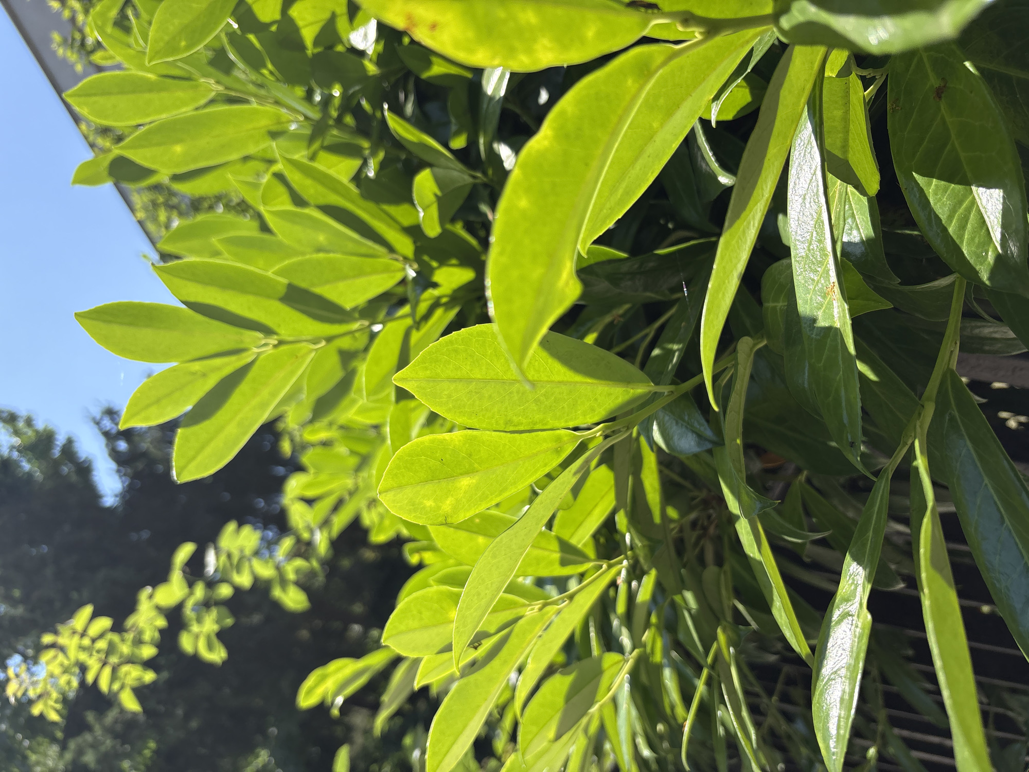 The image displays a close-up view of lush green leaves of a plant, likely a hedge or shrub, under bright daylight conditions. Sunlight filters through the leaves, creating highlights and shadows, giving the foliage a vibrant and almost translucent appearance. In the background, slightly out of focus, are dark green foliage from other plants, and a bright blue sky is visible at the top right. To the right of the frame, a portion of a building with a light-colored facade and a slanted roofline can be seen. The image was taken outdoors. There are no people or animals present in the frame. The scene is calm and natural, possibly captured in a garden or park setting. The exact location in the city of Plovdiv, Bulgaria, cannot be determined from the visual information alone, as the image lacks any specific landmarks or identifying features.