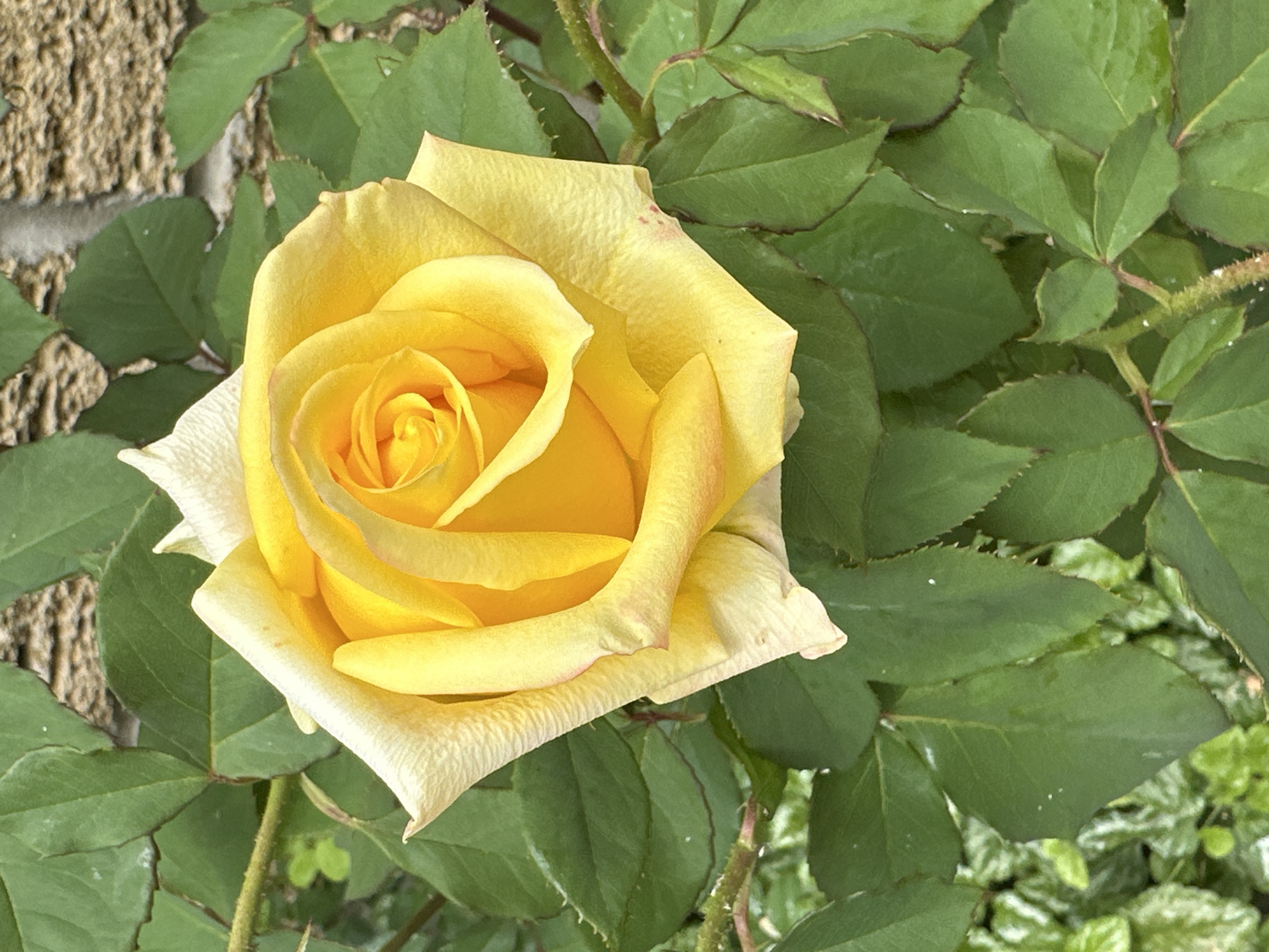 A close-up shot focuses on a bright yellow rose in full bloom, its petals unfurling in delicate layers. The rose is surrounded by lush, green foliage. In the background, a textured brick wall is visible, suggesting an outdoor setting. The lighting is natural, casting subtle shadows and highlighting the vibrant colors of the rose and leaves.