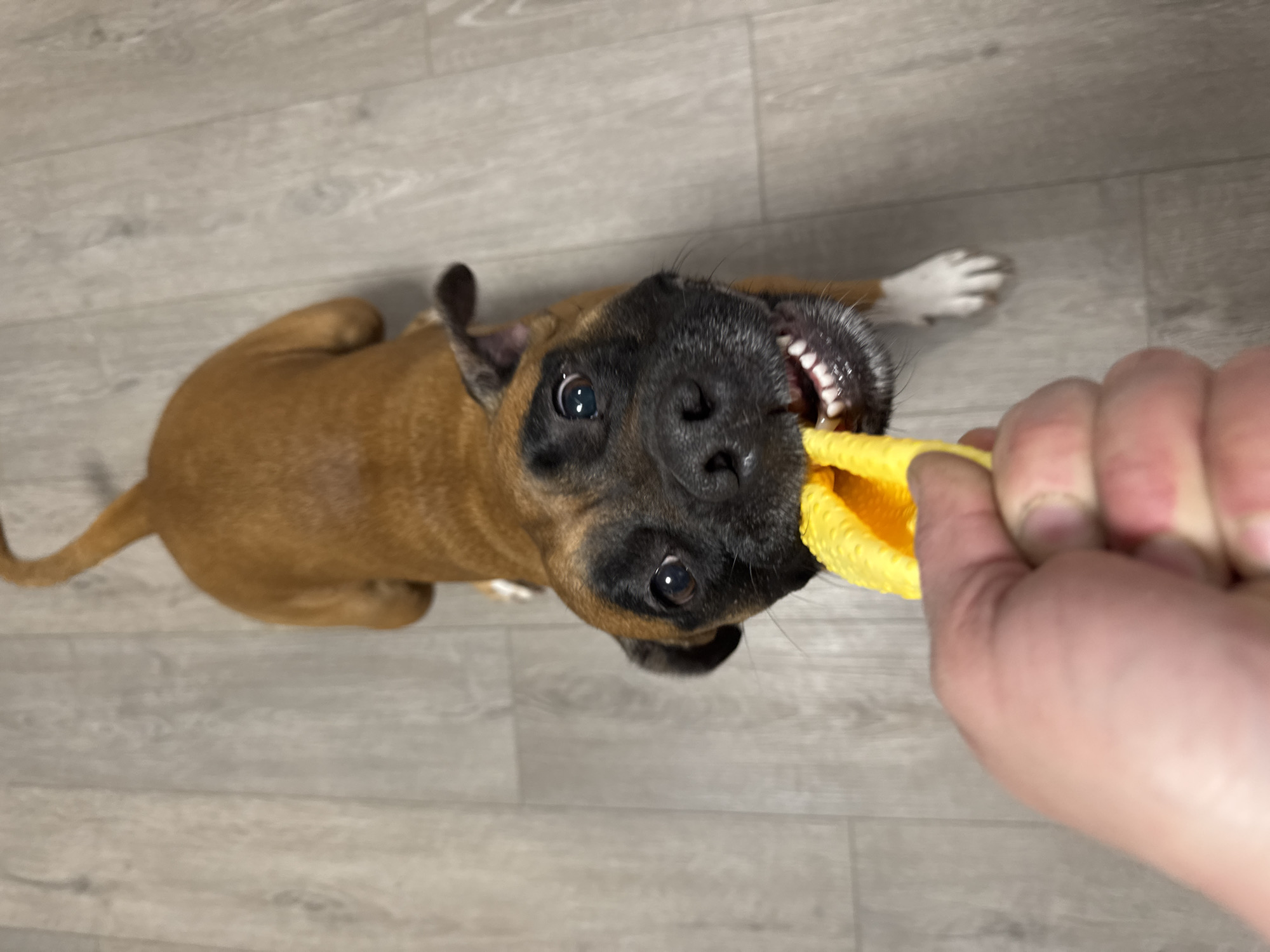 A brown boxer puppy is lying on a grey wood floor, facing upward and pulling on a yellow object held by a person’s hand. The puppy has a black muzzle and its teeth are visible. One of its paws is white. The background is the wood floor. There is no indication that the image was taken in Chaikovsky, Russia.
