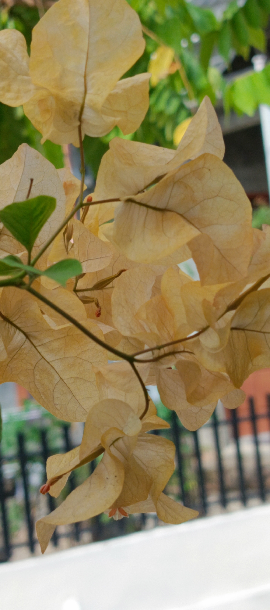 A close-up, vertical shot captures a cluster of delicate, light yellow bougainvillea bracts against a blurred background. The bracts are translucent with visible vein patterns and some appear slightly curled or crinkled. A few small, dark green leaves are interspersed among the bracts, and a thin, dark stem supports the blossoms. In the out-of-focus background, a black metal fence is visible, with hints of a brick structure and green foliage beyond. The foreground features a bright white surface. The scene is likely outdoors, possibly in a garden or public space.