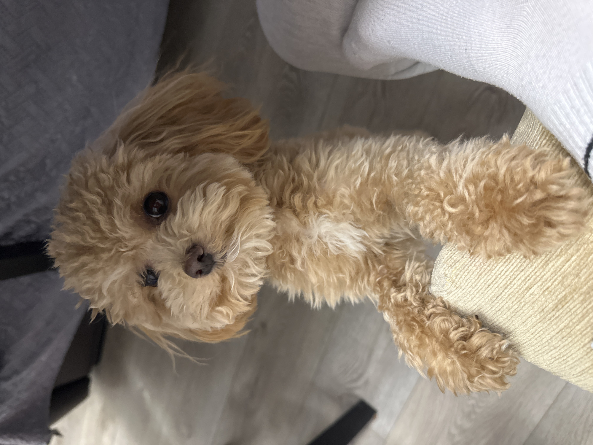 A close-up, angled shot depicts a small, curly-haired, light brown dog lying down indoors. The dog is facing the camera. Its fur is dense and curly. The dog's left eye is visible. The background consists of what appears to be furniture, with a light gray object on the left and a white sock next to a tan-colored fabric. The floor is light gray. The exact location in the city of слобода Старая, Russia cannot be determined from the image.