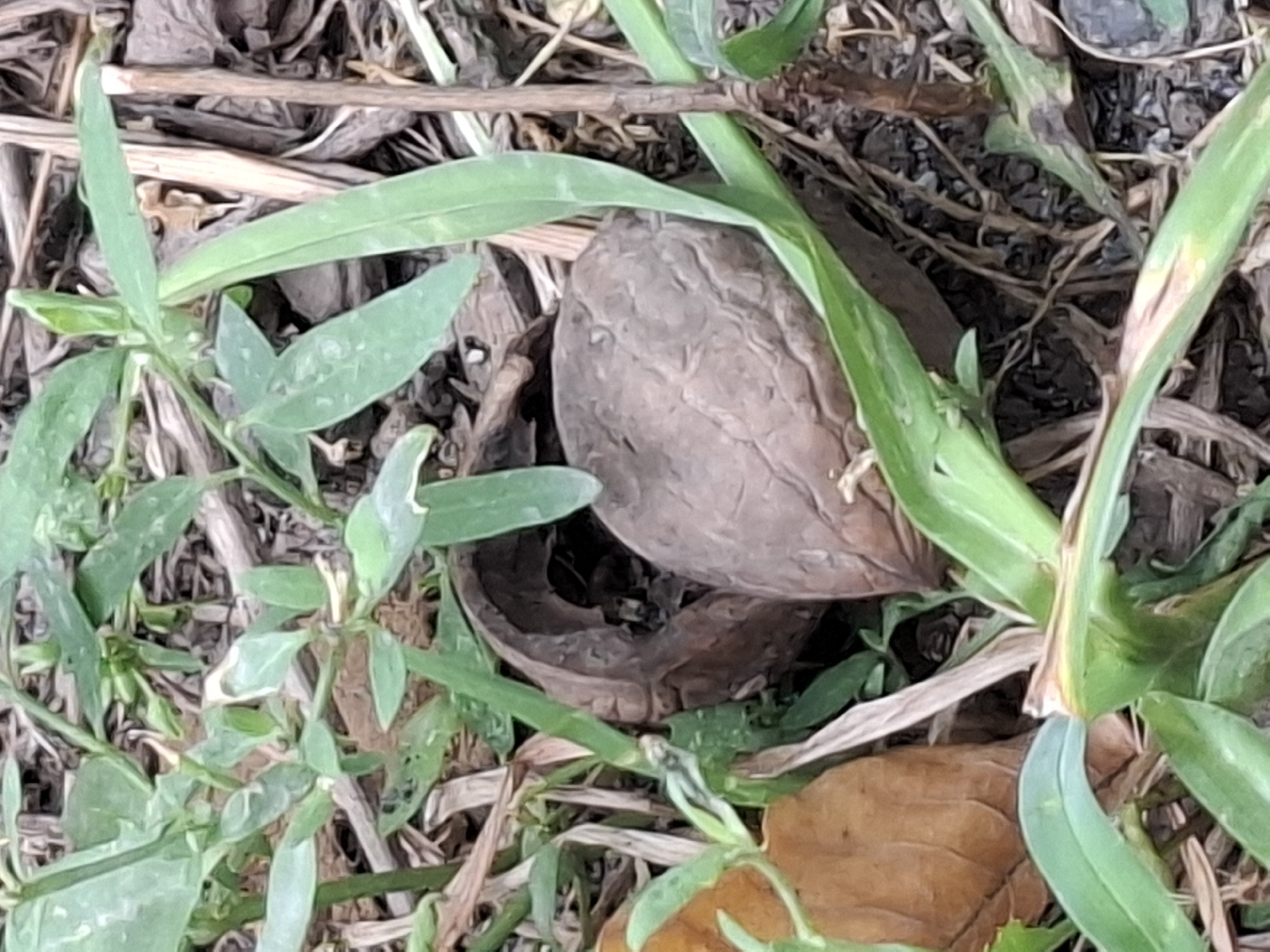 The image shows a close-up view of a broken walnut shell with a whole walnut inside, nestled among green grass, dried leaves, and twigs on the ground. The scene is lit by natural light, casting soft shadows. The background is a blur of brown and green, suggesting an outdoor environment. There is no indication of a specific location in Almaty, Kazakhstan.