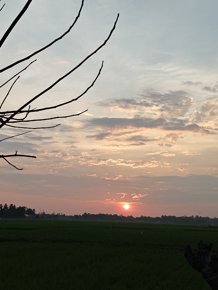 The image displays a rural landscape in Mee Pangwa, Indonesia, at sunrise or sunset. The sky, occupying the upper two-thirds, transitions from light blue-grey at the zenith to vibrant orange, pink, and red hues near the horizon, illuminated by a prominent, circular, orange-red sun positioned low above the distant tree line. Scattered stratocumulus clouds are visible, displaying grey, pink, and orange tones. In the upper left foreground, several dark, bare tree branches are silhouetted against the sky. The lower third of the image consists of an expansive, lush green field, consistent with a rice paddy. A dark, irregular, possibly wooden object is partially visible in the bottom right foreground. Along the distant horizon, a dark silhouette of a tree line, interspersed with what appear to be distant structures and utility poles, separates the field from the sky. A single white bird stands in the green field, slightly right of center. A small, dark, flying object is discernible in the upper right quadrant of the sky. No human subjects are present.