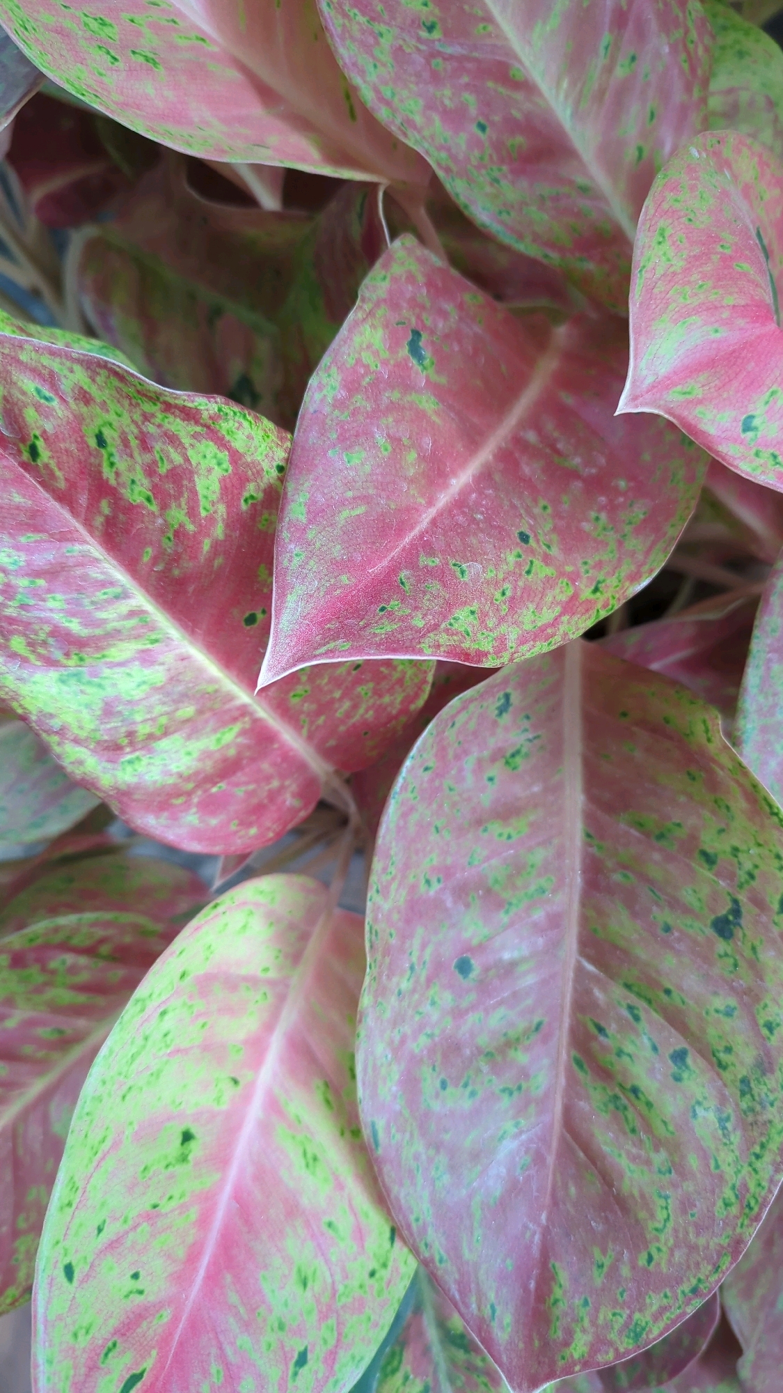 The image displays a close-up, overhead view of several large, ovate leaves with a variegated pattern of pink and light green. The leaves are arranged in a dense cluster, obscuring the underlying plant structure and background details. Some leaves exhibit a smooth, waxy texture, while others show a slightly matte finish. The pink coloration ranges from a pale rose to a deeper magenta, interspersed with irregular splotches and streaks of lime green. A subtle veining is visible on the surface of some leaves, contributing to their textured appearance. The overall impression is one of lush foliage, with the varying shades and textures of the leaves creating a visually engaging composition. The image does not contain any discernible human subjects, actions, or specific environmental indicators that would allow for precise location determination within Baroqah, Indonesia. It is a static, detailed study of plant life.