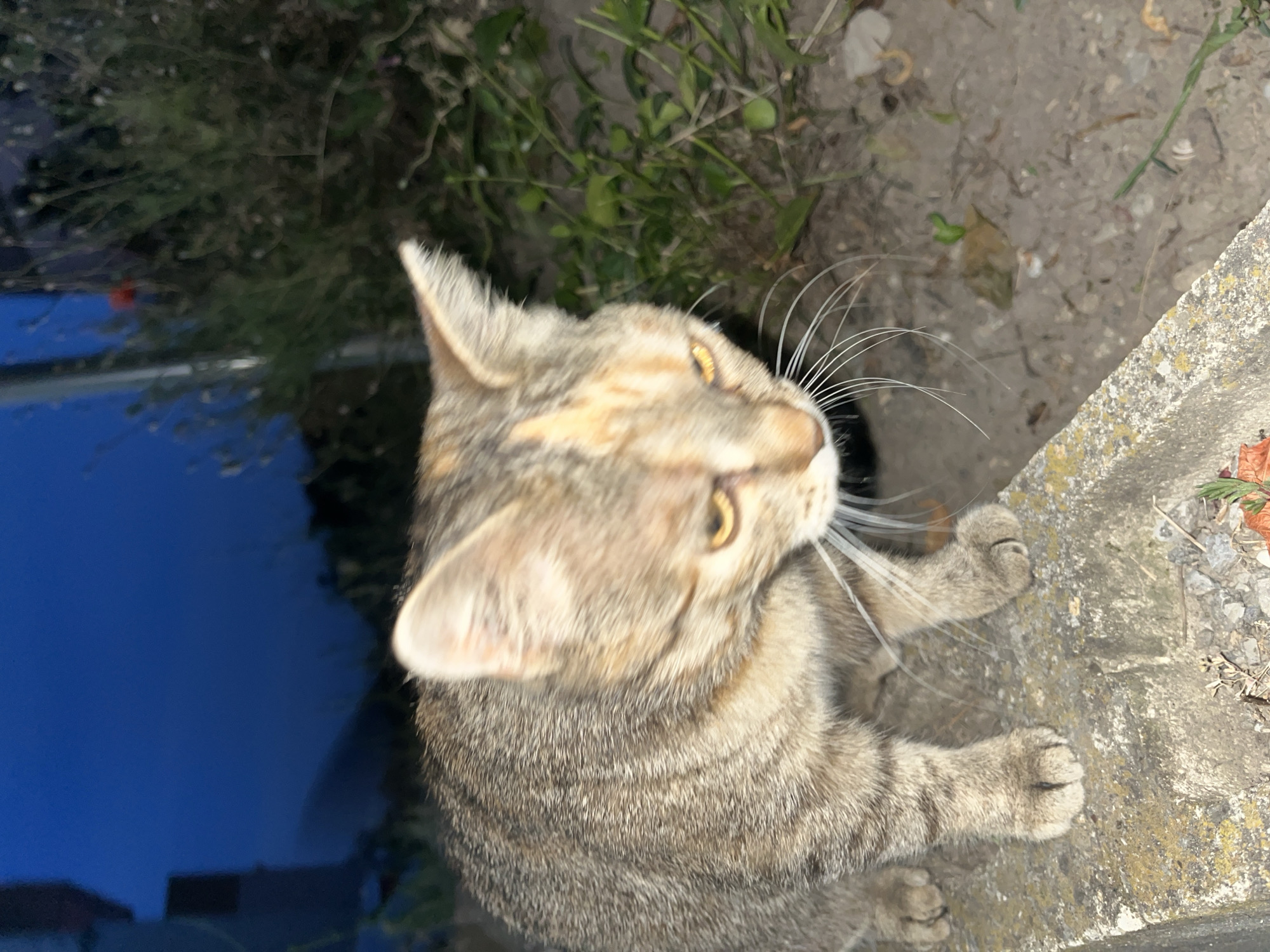 A close-up, slightly blurry image shows a tabby cat looking to the right, with its head tilted upwards. The cat has yellow eyes and a mix of grey, brown, and orange fur. Its front paws are resting on a rough, light-colored concrete surface, and its hind paws are partially visible. The background is a mix of dark green foliage and a blurry blue area, possibly reflecting the sky or a body of water. There are some small white and green objects scattered on the ground behind the cat. The concrete surface appears weathered, with patches of yellowing. A snail is visible on the ground to the upper right of the cat. The lighting suggests it might be daytime, but the overall blurriness and composition make it difficult to determine the exact time of day or specific weather conditions. The image was taken in Shumen, Bulgaria.