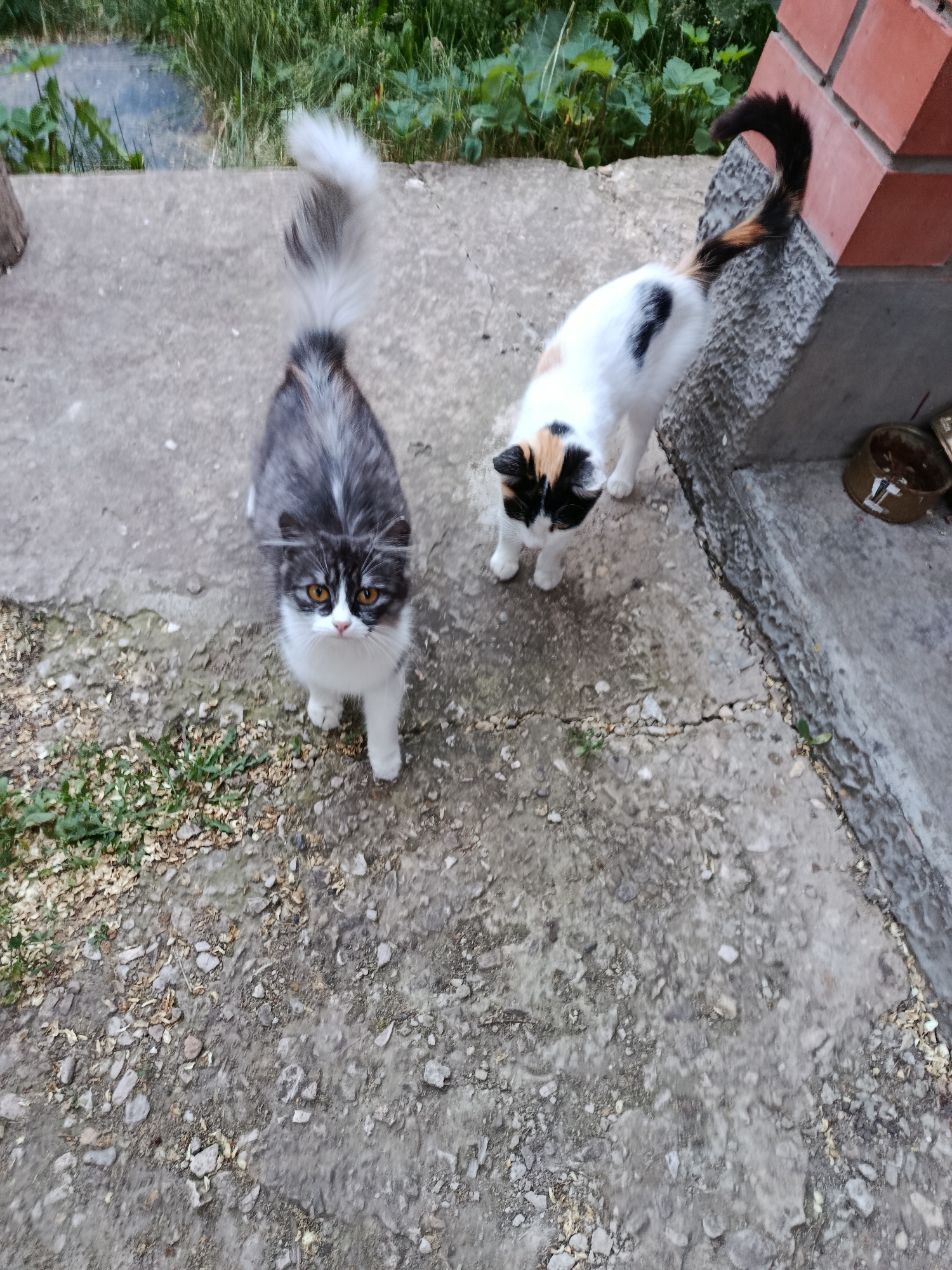 Two cats, one a fluffy black and white cat with striking amber eyes facing the camera, and another calico cat with black, white, and orange markings, are standing on a concrete path outdoors. The calico cat's tail is curled upwards and appears to be striped with black, brown, and orange. Behind the cats, there is a patch of green grass and foliage, and to the right, a red brick structure and a weathered metal bowl. The scene suggests a residential or rural setting, potentially a yard or alleyway, as indicated by the natural elements and the weathered appearance of the concrete and brick. The image does not contain any specific landmarks or indicators to definitively place it in the city of Marx, Russia.