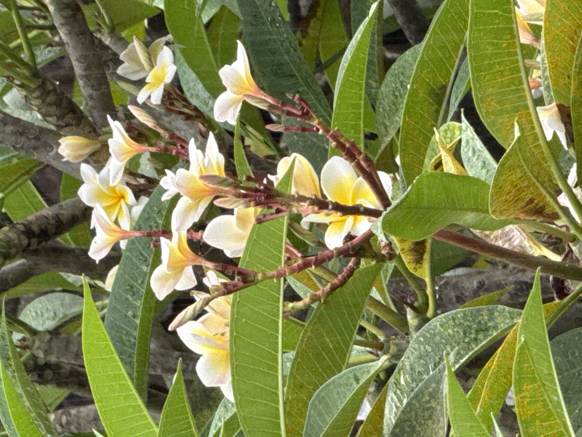 The image shows a cluster of white and yellow frangipani flowers surrounded by green leaves, likely taken outdoors. The scene features the frangipani flowers in focus, while some leaves exhibit yellowing or discoloration. A tree branch is visible in the background. Given the prevalence of frangipani trees in Kuta, Indonesia, it is plausible the image was taken in Kuta. The image captures the natural setting and highlights the details of the plants. There are no people present in the scene.