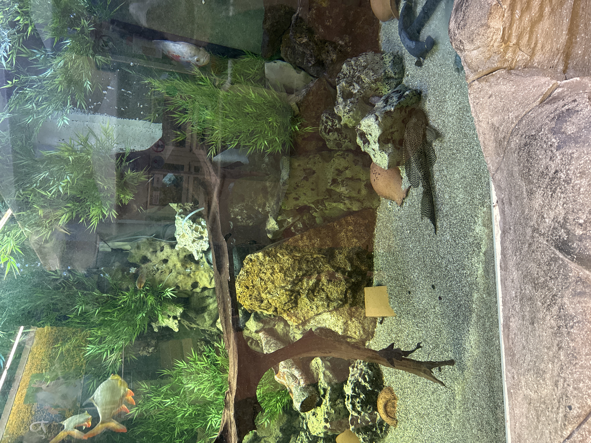 The image shows an aquarium, possibly at the Animal Discovery exhibit in Villebon-sur-Yvette, France. The tank is densely populated with artificial plants, rocks of varying sizes, and a piece of driftwood. At least three fish species are visible: a large, pale-colored fish with red fins, a white fish, and a dark-spotted plecostomus. A dark eel-like fish is also present. The tank substrate is light-colored gravel. A small, rectangular sign is affixed to a rock on the right side of the tank. The image is taken at an angle, looking down into the tank. The glass is somewhat reflective.