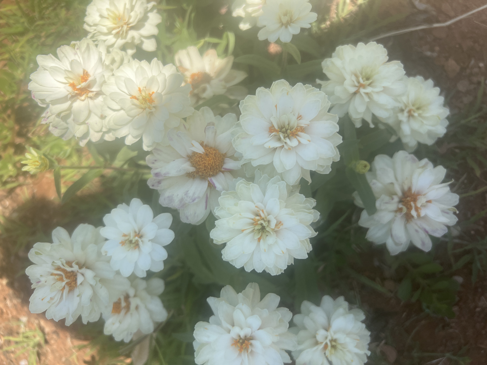 A close-up, high-angle shot captures a cluster of white, double-petaled zinnia flowers. The flowers are in various stages of bloom, with some fully open and others still forming. The petals are delicate and layered, with hints of yellow and orange at the center of each bloom. Some petals show faint purple markings. The flowers are set against a backdrop of green foliage and brown soil, suggesting an outdoor garden setting. The lighting is bright and diffused, creating a soft, slightly hazy effect. The image appears to have been taken in Hadera, Israel, though no specific landmarks or identifying features of the city are visible. The scene is static, with no discernible actions or interactions taking place.