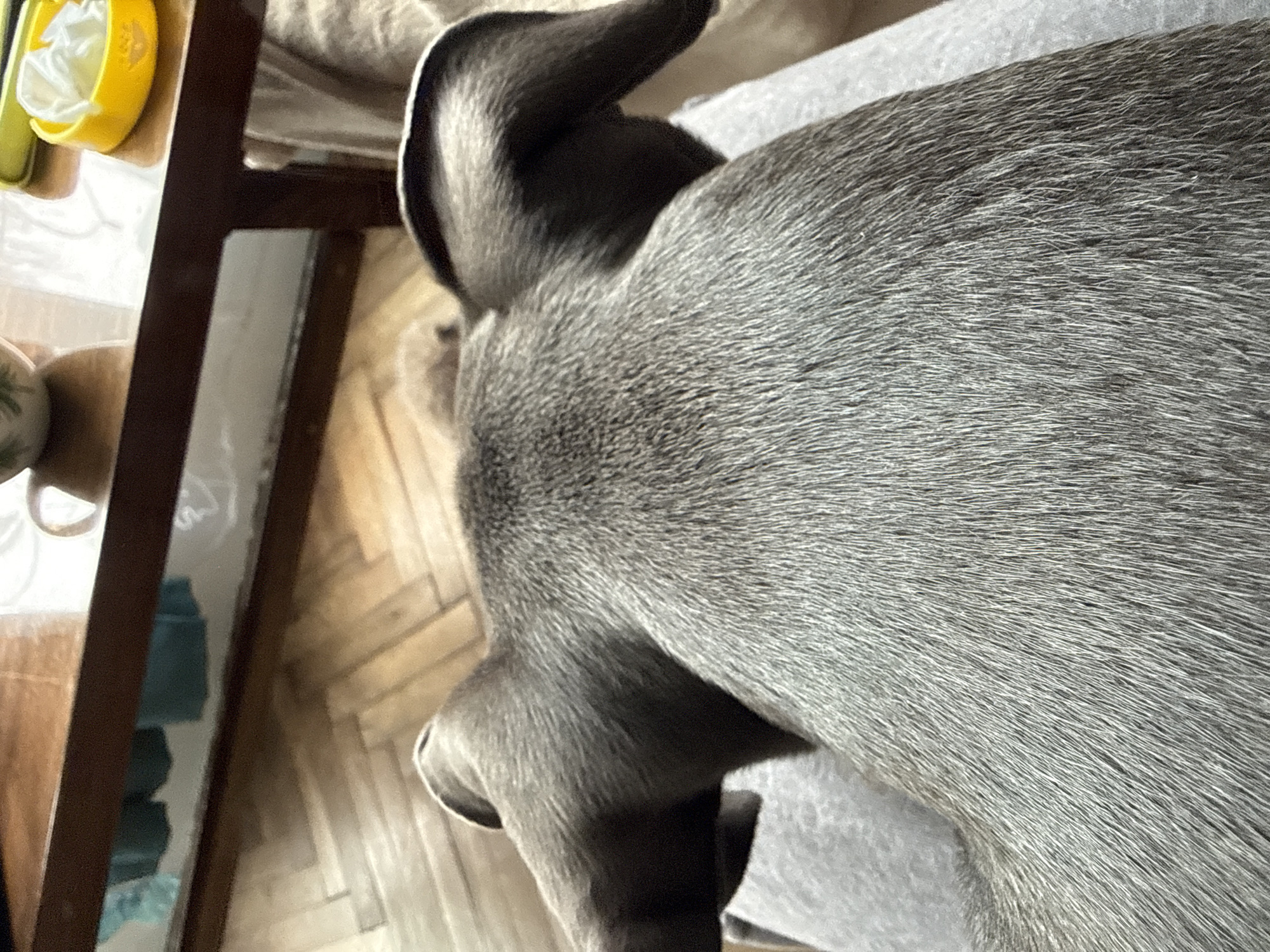 The image shows a close-up view of the back of a grey-coated animal, likely a dog, resting on a grey fabric surface. Only the animal's back, part of its head, and ears are visible. In the periphery, a wooden table or piece of furniture is visible, with a cup and a yellow container on it. The background shows a parquet floor. There is no information in the image to suggest its location in Varna, Bulgaria.