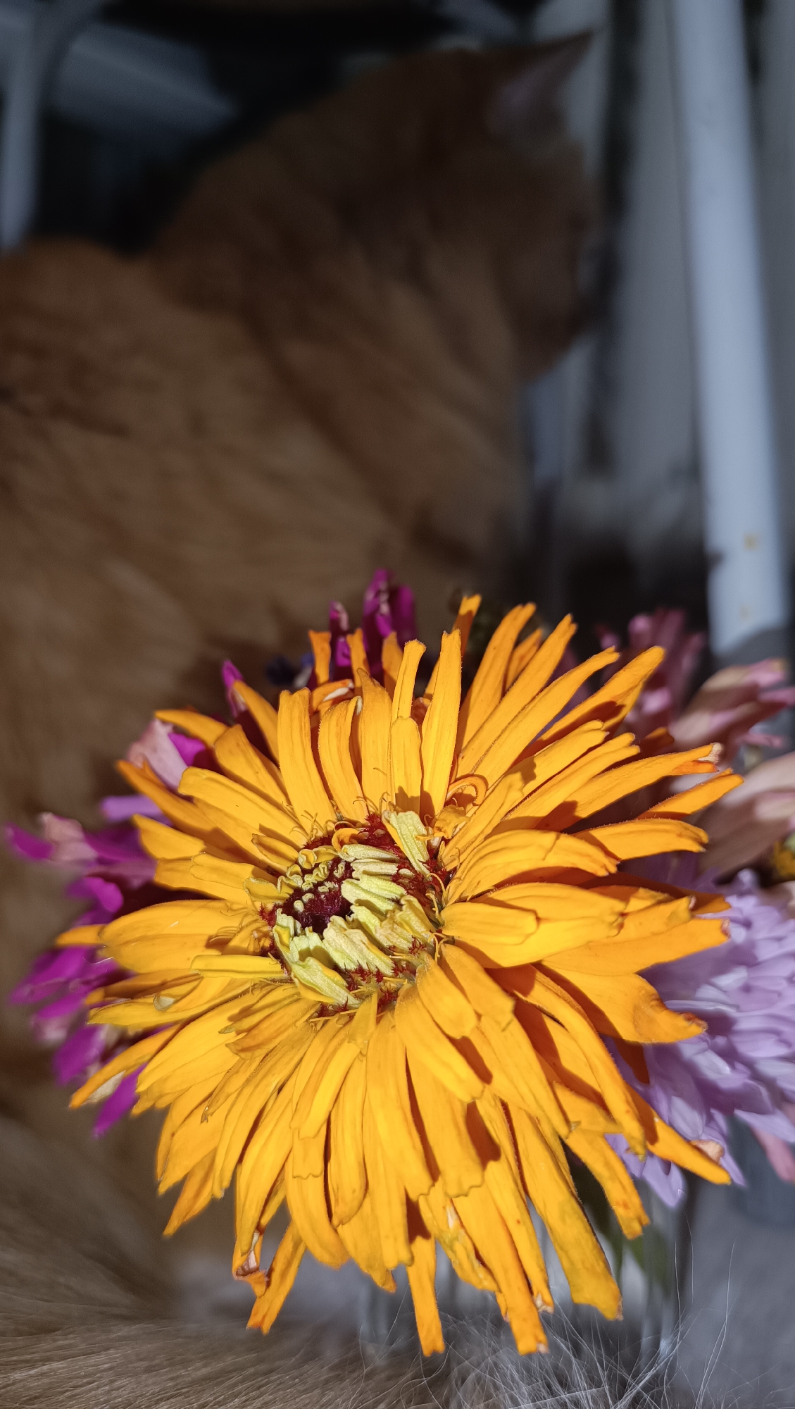 A close-up shot captures a vibrant yellow daisy, its petals unfurled and slightly wilted. Behind the daisy, out of focus, is the ginger fur of a cat. The background is dark and indistinct, with hints of purple flowers and white vertical structures, possibly a radiator or part of furniture. The scene appears to be indoors, possibly in a domestic setting. There is no indication of the location in Chaikovsky, Russia.
