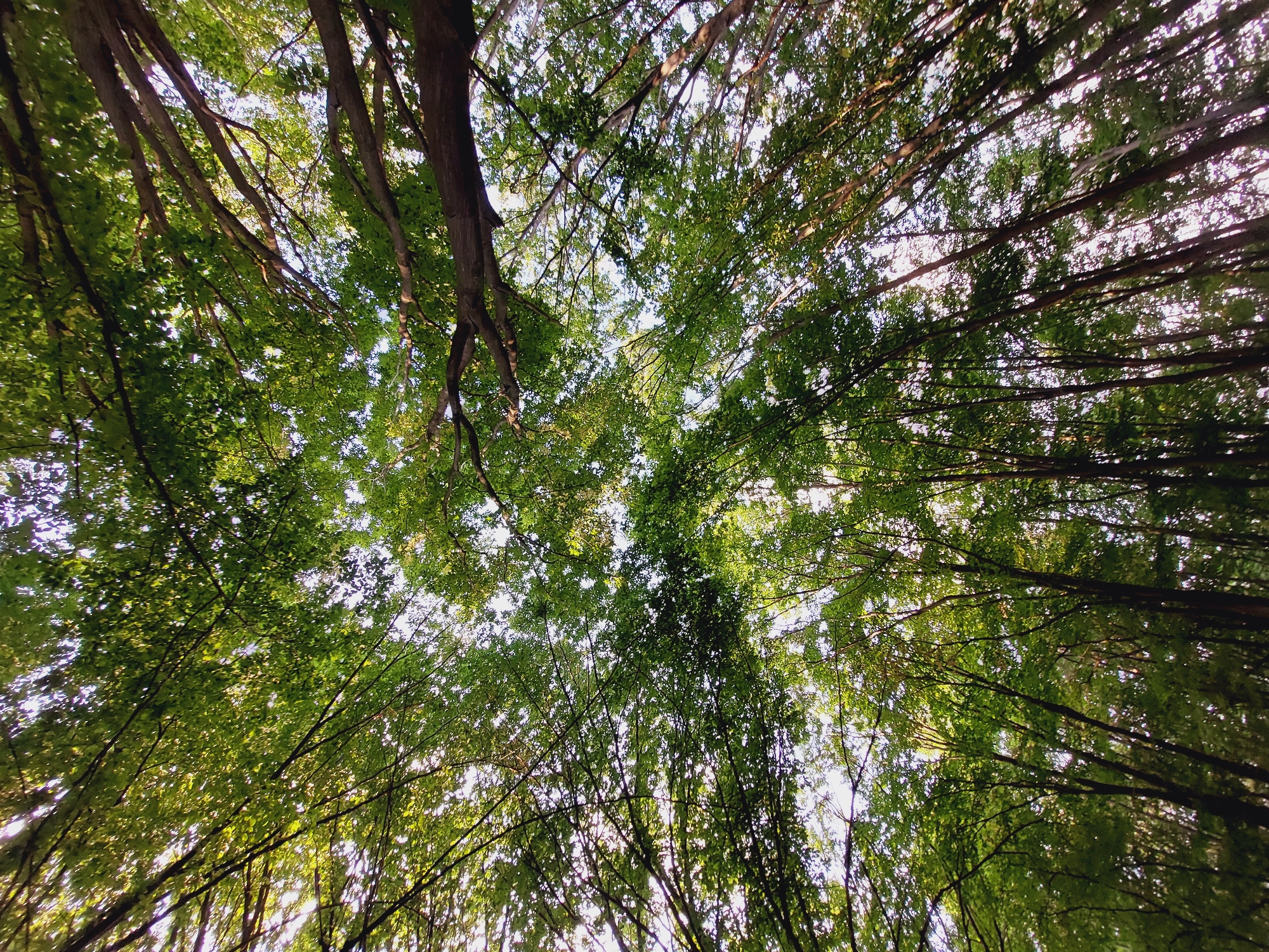 The image depicts a low-angle view looking up into the canopy of a dense forest. The leaves are a vibrant green, indicating a healthy deciduous forest, likely during the spring or summer months. Sunlight filters through the foliage, creating a dappled effect and illuminating the sky. The trees are tall and slender, with branches extending upwards and outwards. The composition is dominated by the natural elements of trees and sky, with no human presence or man-made structures visible. The scene evokes a sense of being immersed in nature. The provided location information places this scene in the city of Bistritsa, Bulgaria, a region known for its natural landscapes and forests, particularly in the Vitosha Mountain area.