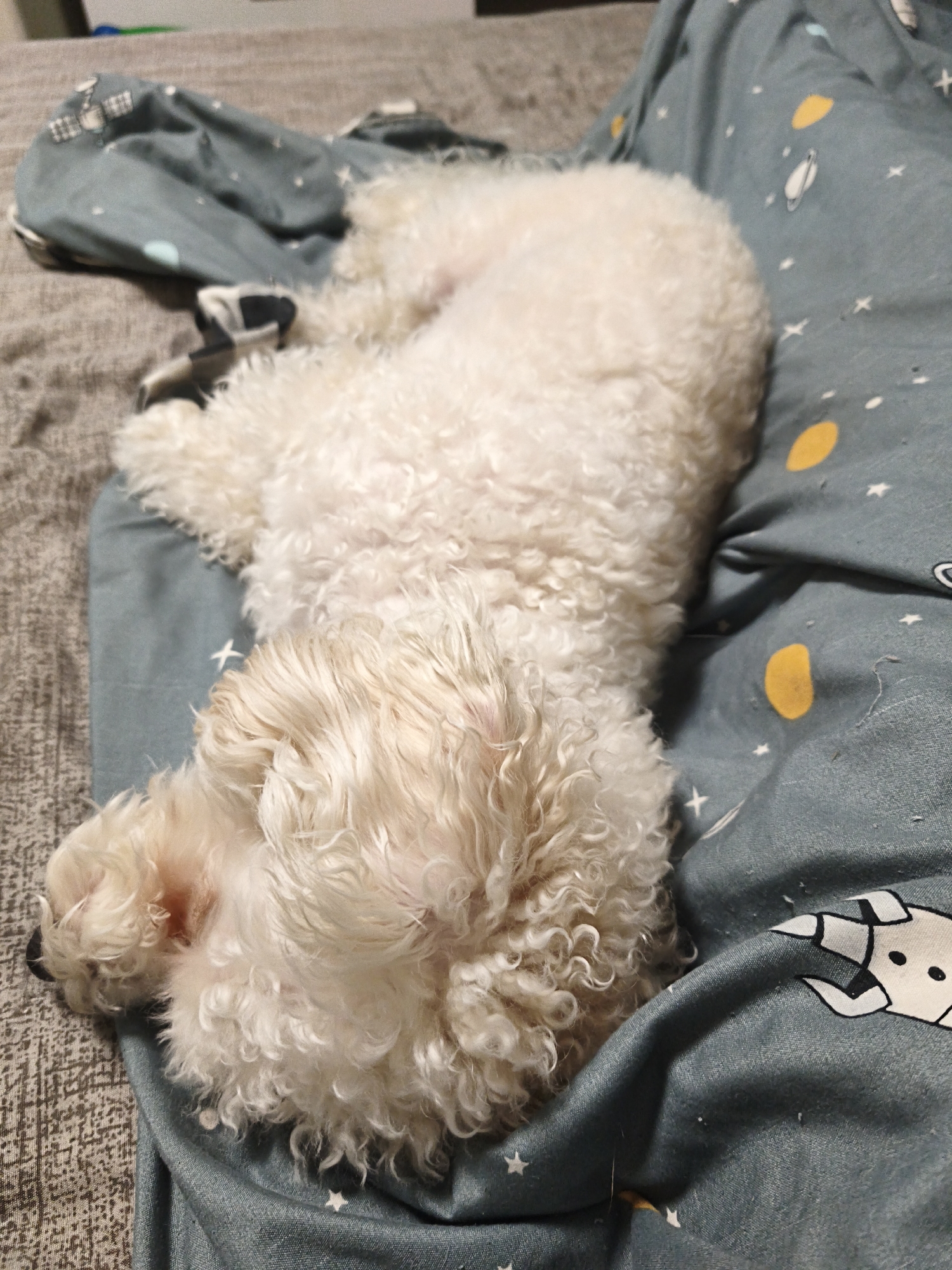 A small, white, curly-haired dog is asleep on a bed. The bedding consists of two different patterned materials: one a light gray woven texture and the other a bluish-gray fabric patterned with yellow circles, white stars, and cartoon spaceships. The dog's head is positioned towards the lower left of the frame, with its body stretching diagonally across the bed.
There is no information available about the city of Chaikovsky, Russia, in the image.