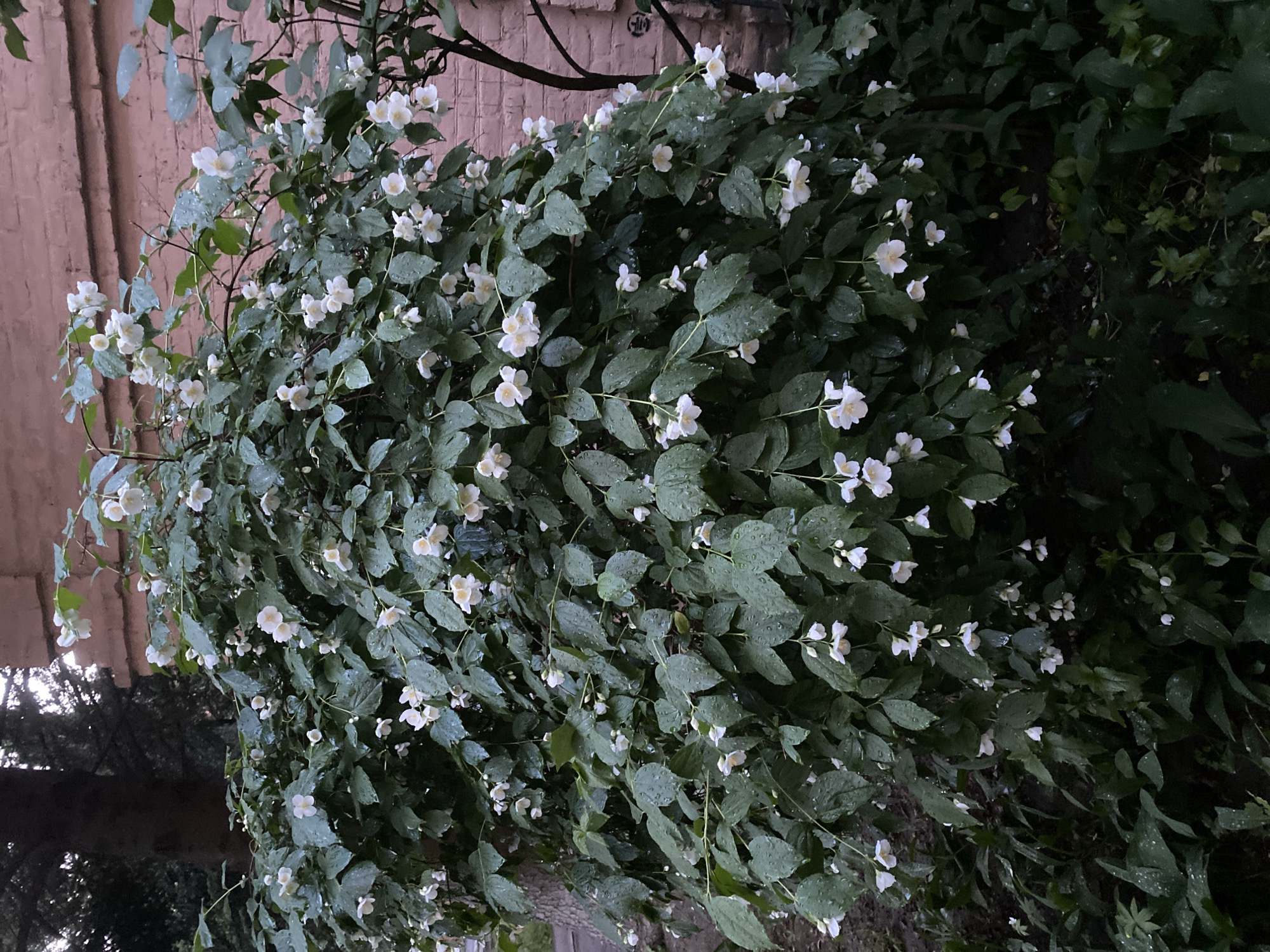 A bush with white flowers and green leaves is situated near a brick building in Poltava, Ukraine. Many of the leaves are wet, possibly from rain. The right side of the image is darker, with more greenery visible. The light source appears to be coming from the left. The building is pink brick with some dark accents.