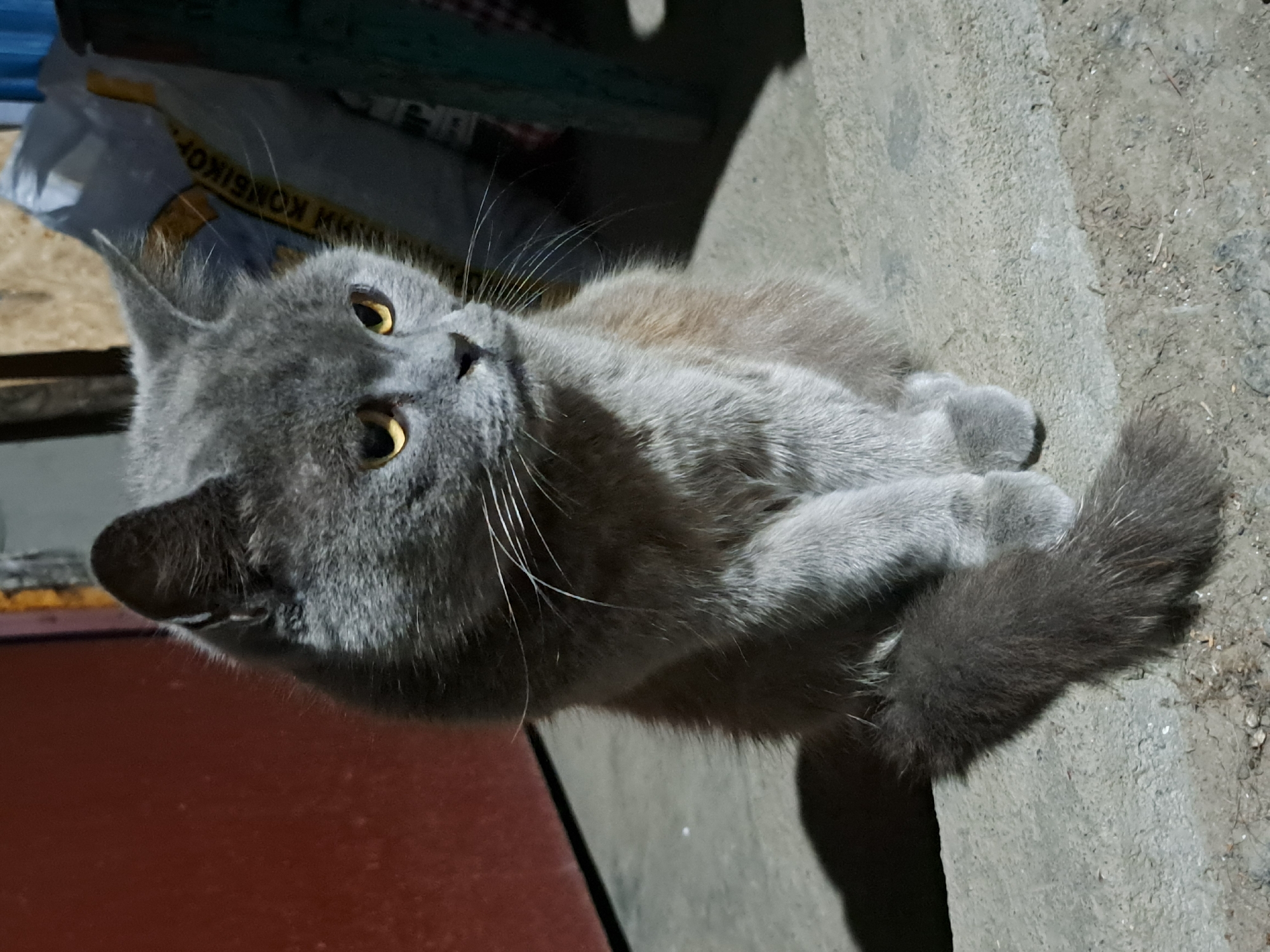 A grey cat with yellow eyes sits on a concrete step in front of a red door. To the right of the cat, a white plastic bag with Russian lettering is visible. The scene is outdoors, likely in Vypasne, Ukraine, given the context. The cat appears alert, with its tail curled around its hind legs. The lighting suggests it may be dusk or night.