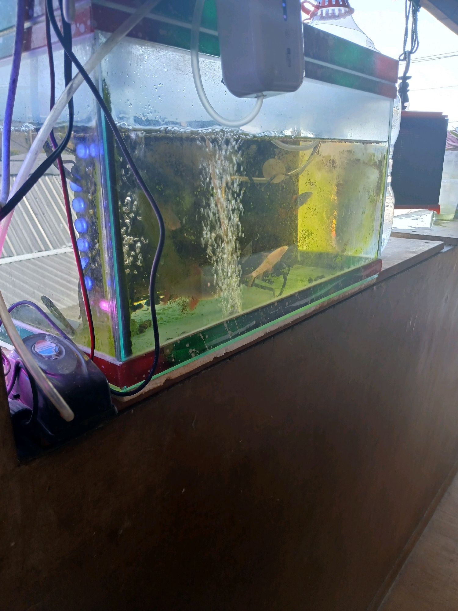 This image depicts an aquarium with several fish swimming inside. The aquarium is situated on a wooden surface. Various wires and tubes are connected to the aquarium, suggesting the presence of filtration and aeration systems. A black device, possibly an air pump, is visible on the left side of the aquarium. Blue LED lights are illuminating the side of the aquarium. The background shows a glimpse of an outdoor setting with a metallic roof and a cloudy sky. The overall scene appears to be an informal setup for fish keeping, possibly in a residential or small business environment in Depok, Indonesia.