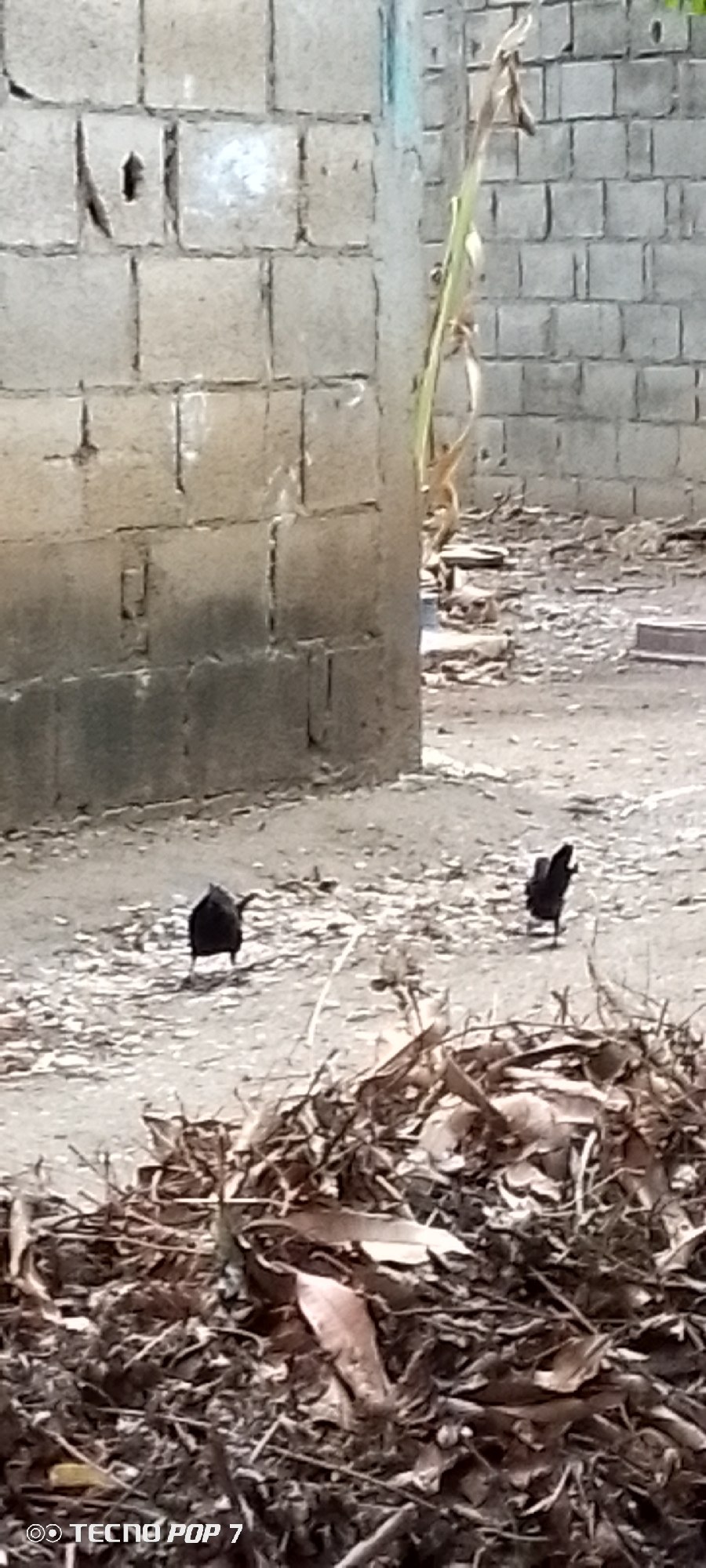 In the city of Altagracia, Venezuela, two dark-colored birds are observed in an outdoor environment. The ground beneath them is composed of dirt and scattered debris, including dried leaves and twigs. In the background, a wall constructed of light-colored concrete blocks is visible. The wall exhibits some imperfections and appears weathered. To the right of the wall, a tall, slender plant with long leaves grows. The overall scene suggests an undeveloped or rural area within Altagracia.